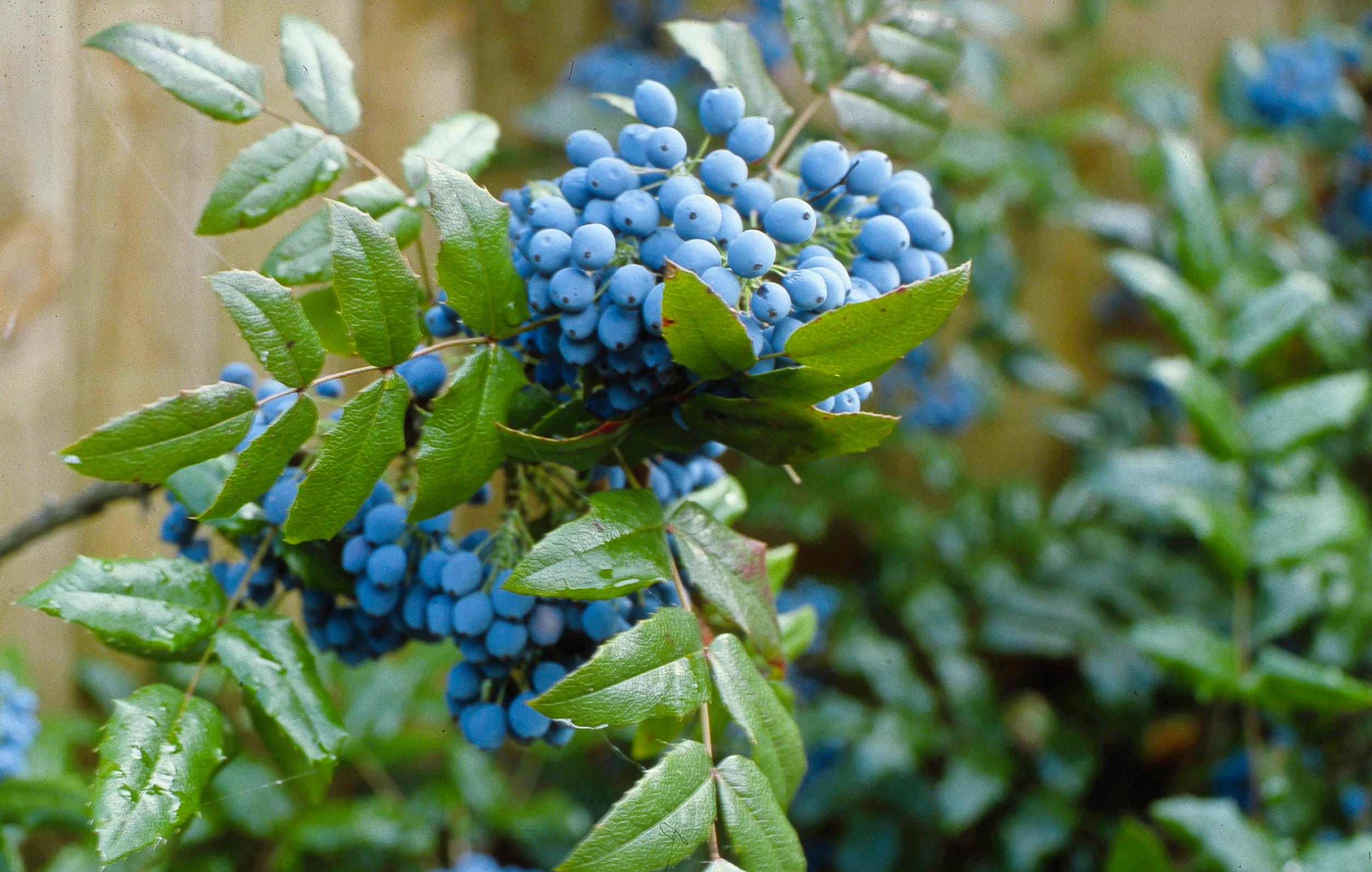Mahonian marjat