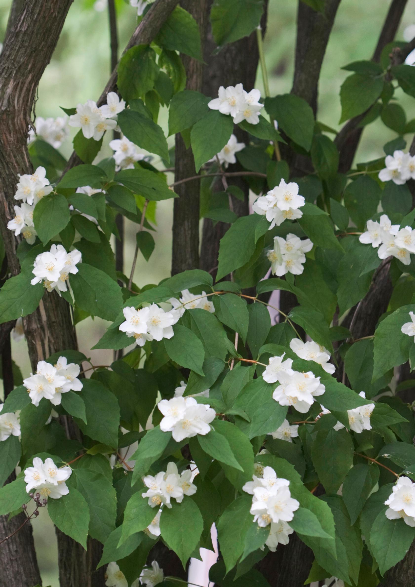 Hovijasmike Philadelphus pubescens