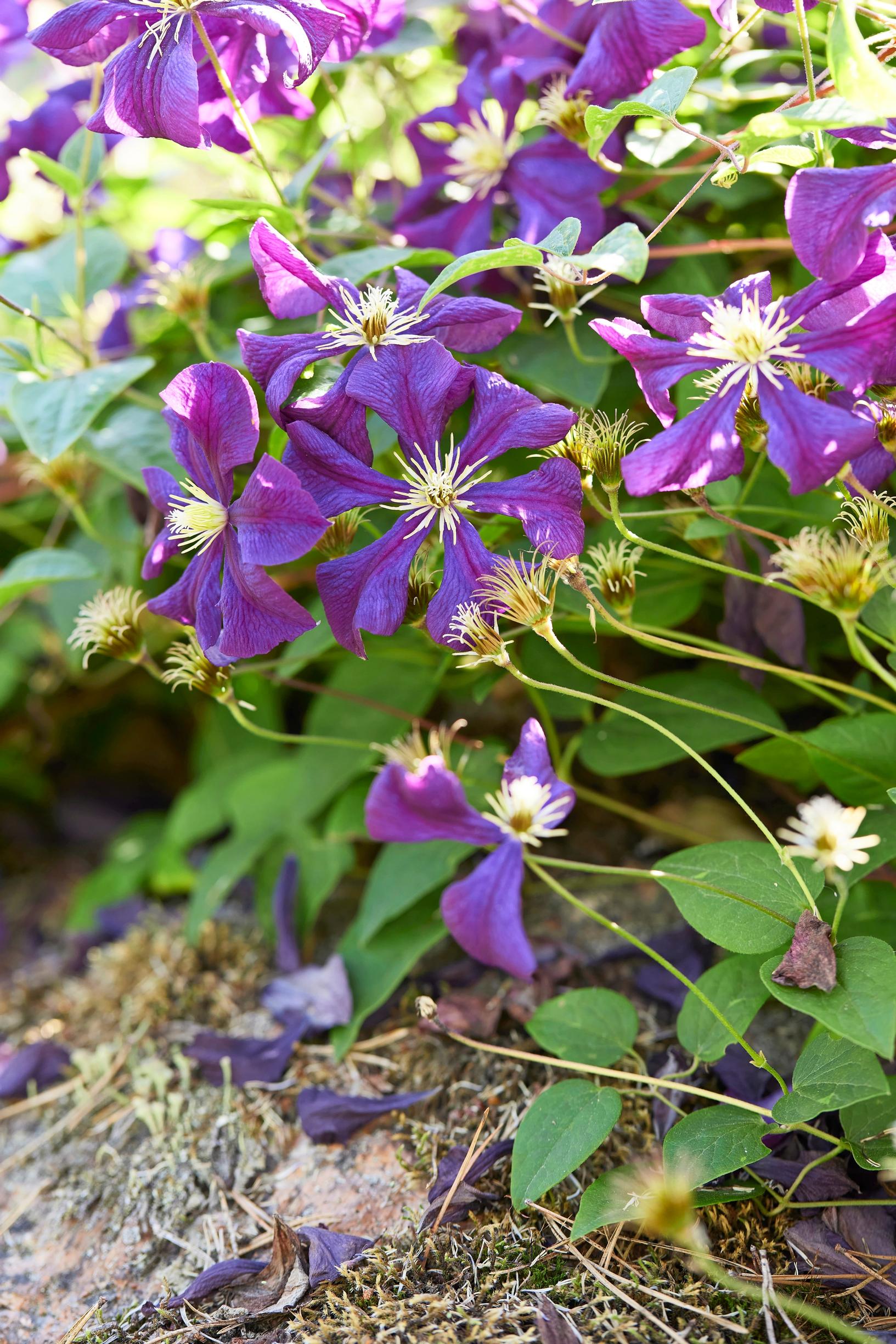 Viinikärhö 'Etoile Violette' kukkii runsaasti ja pitkään.