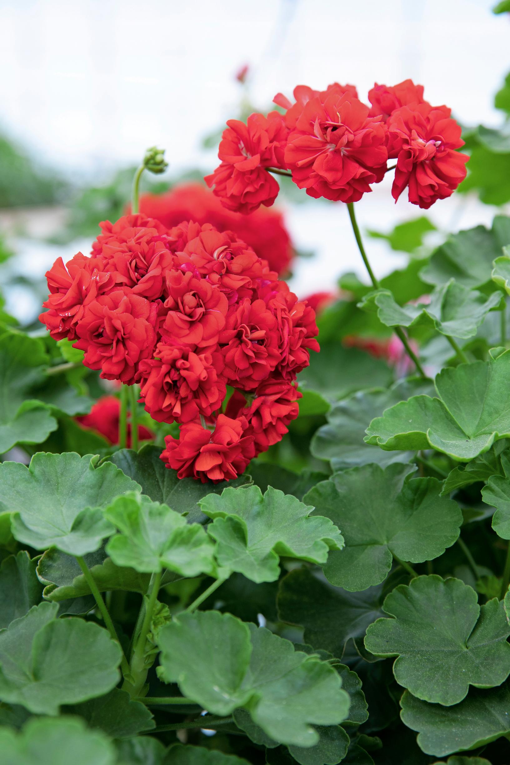 Pelargoni 'Viipurin evakko'