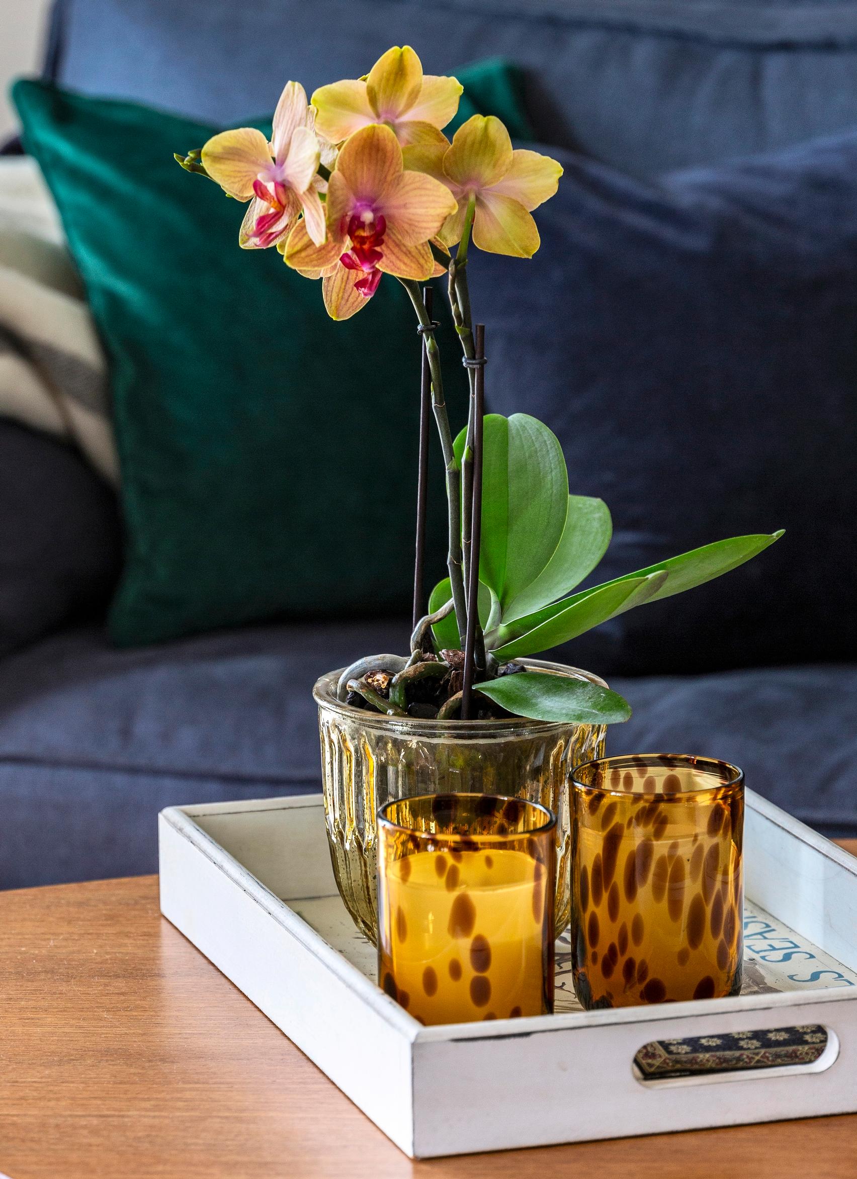 Orkidea sohvapöydällä