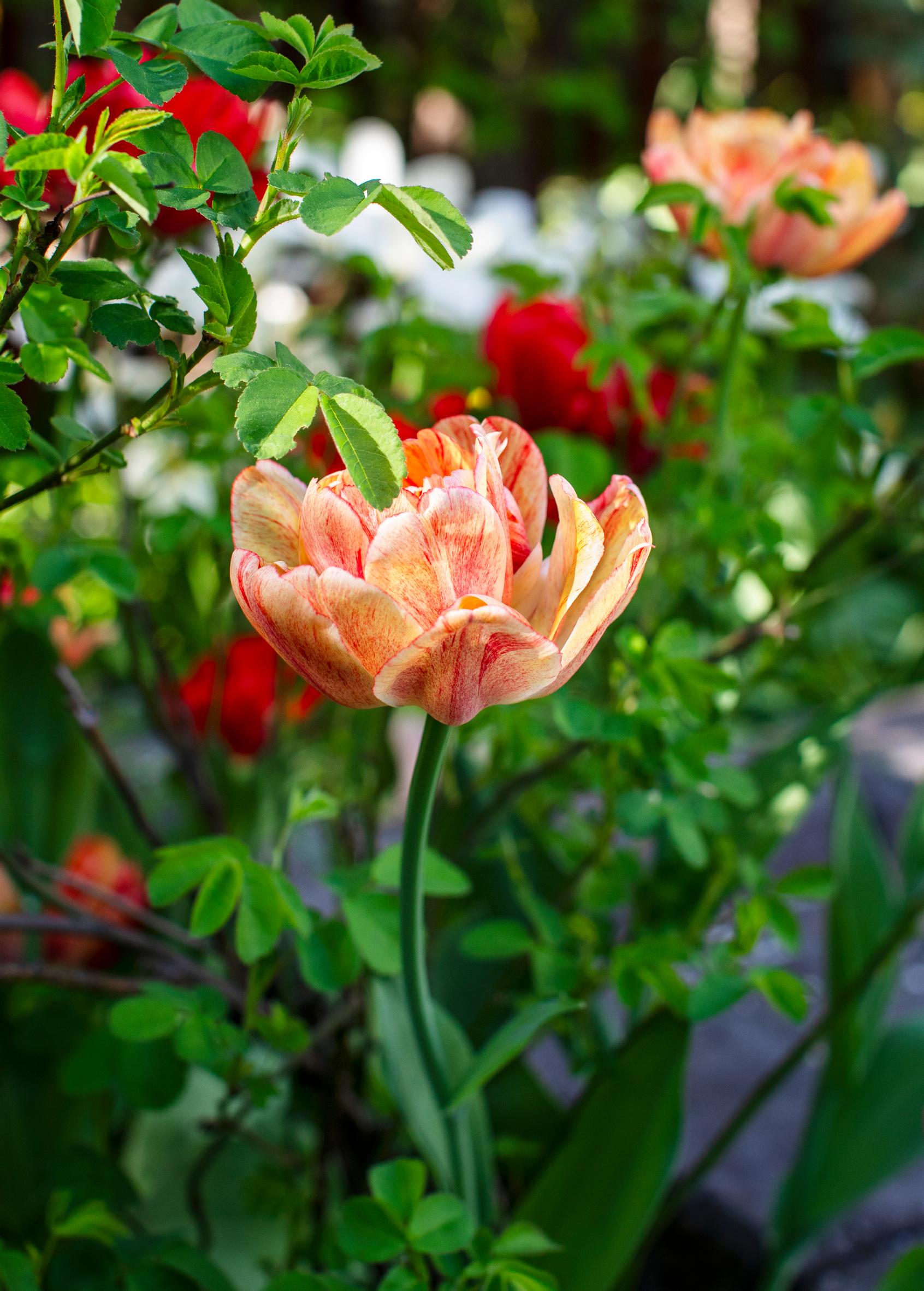 ’Gudoshnik Double’ tulppaanilajike.