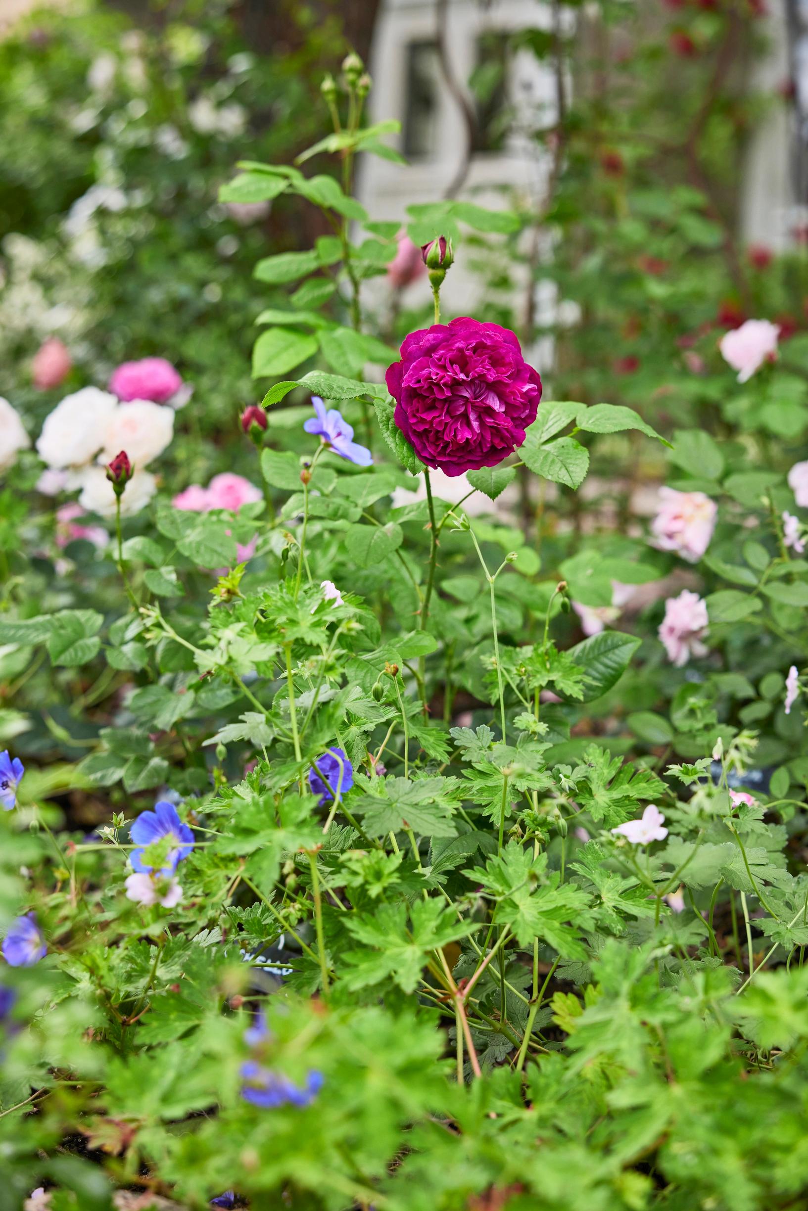Jalokurjenpolvi ’Rozanne’ kukkii David Austin -ruusu ’Othellon’ kupeessa .