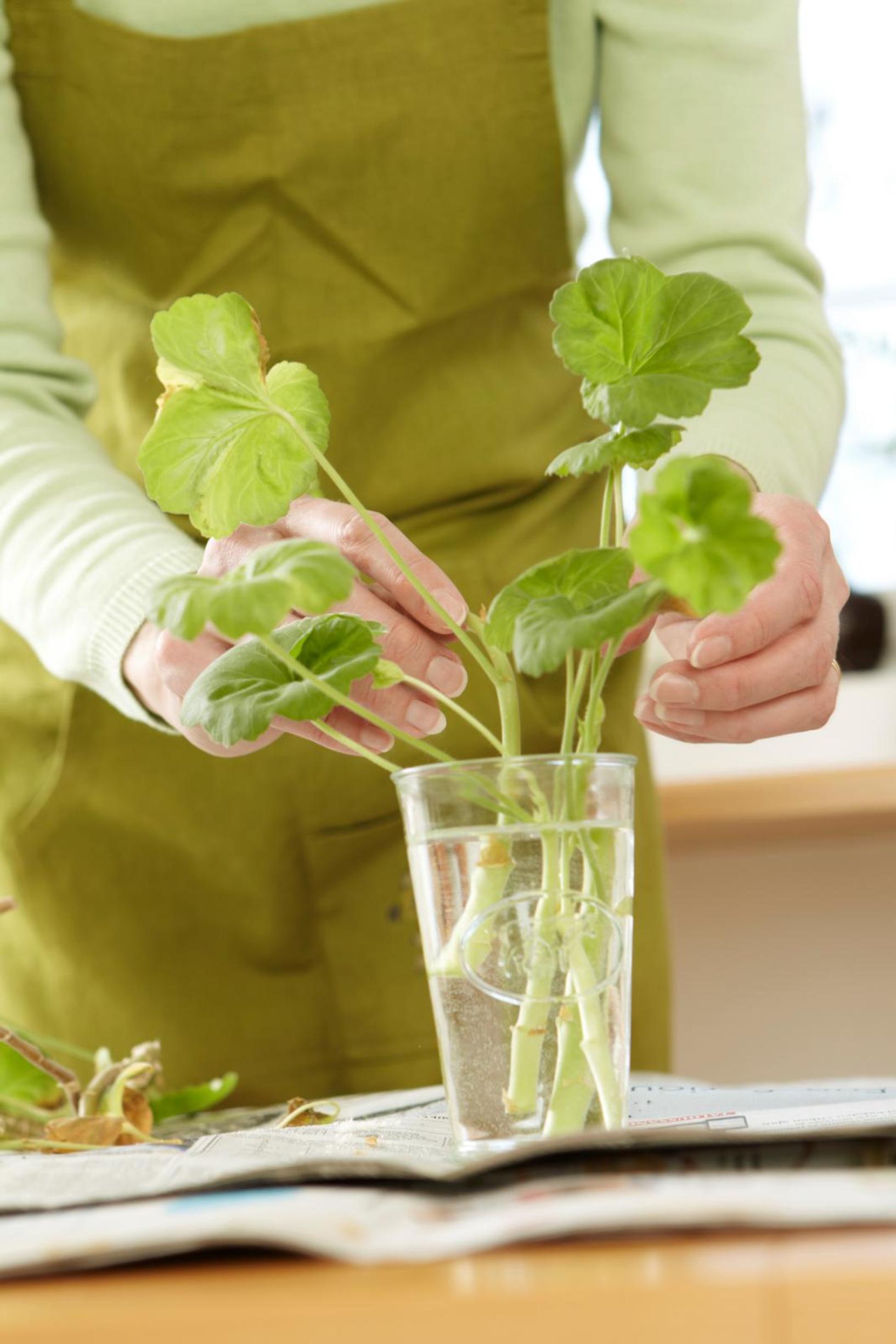 Pelargonin pistokkaita voi juurruttaa vesilasissa.