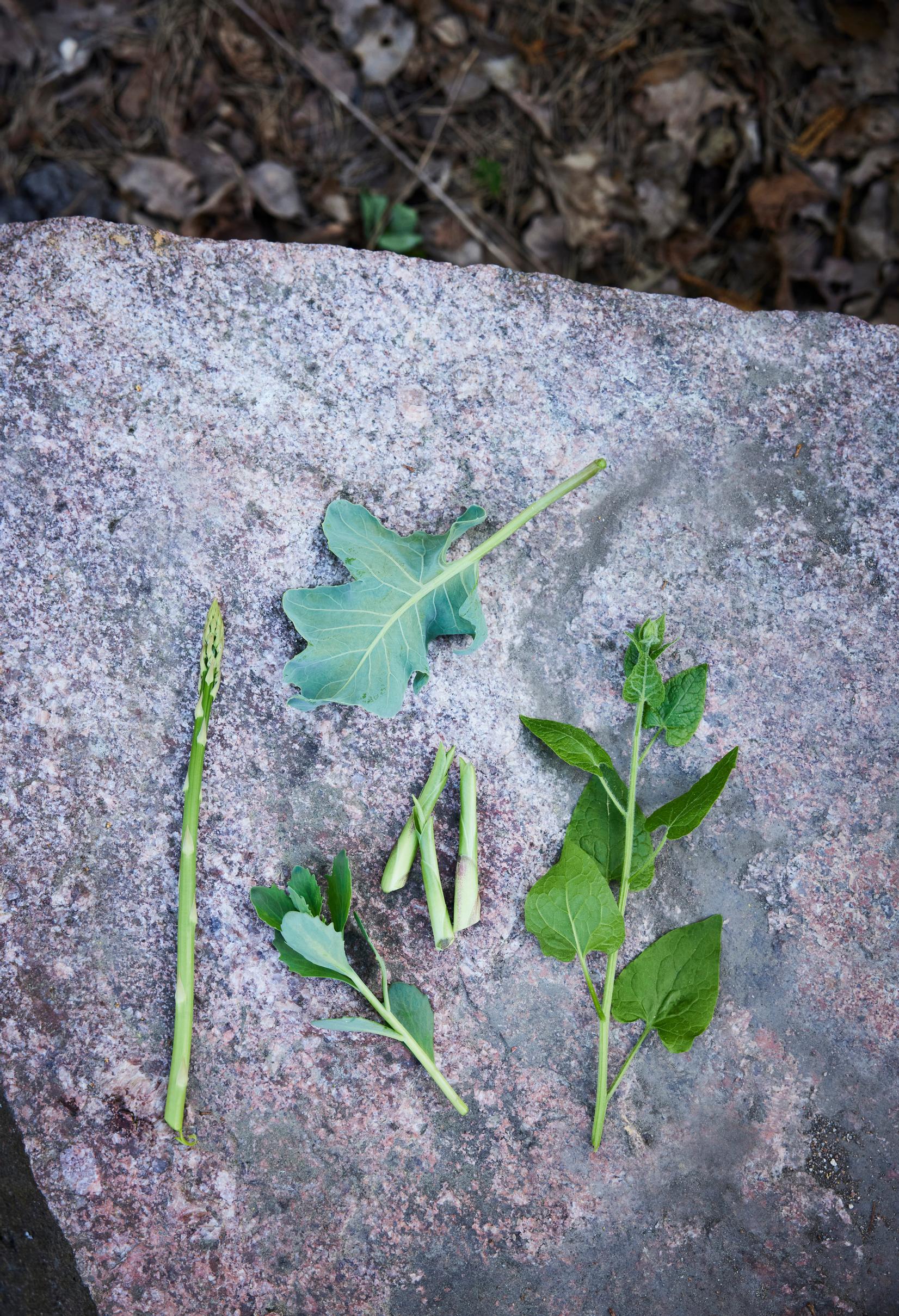 Ylimpänä merikaali, oikealla köynnöspinaatti. keskellä kuunlilja ja komeamaksaruoho, vasemmalla parsa.