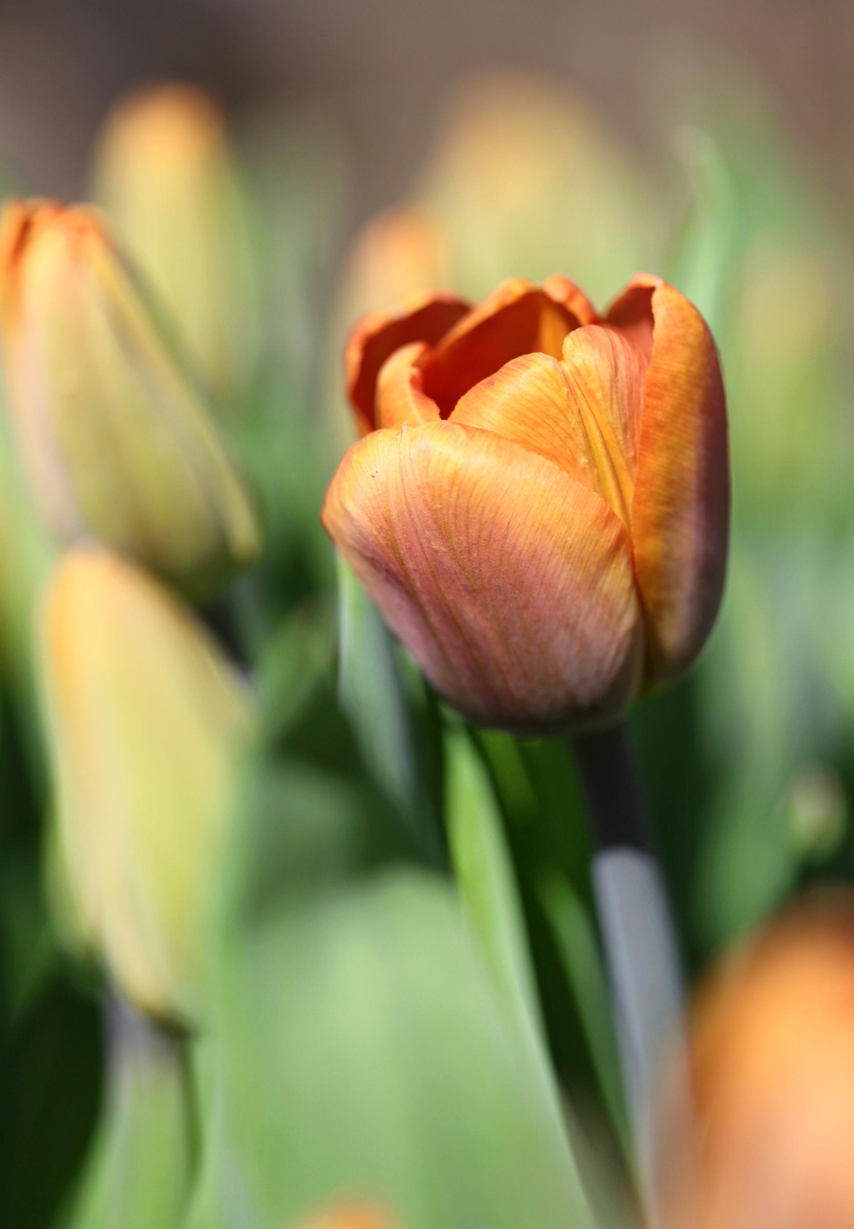 Triumftulppaani 'Brown Sugar'