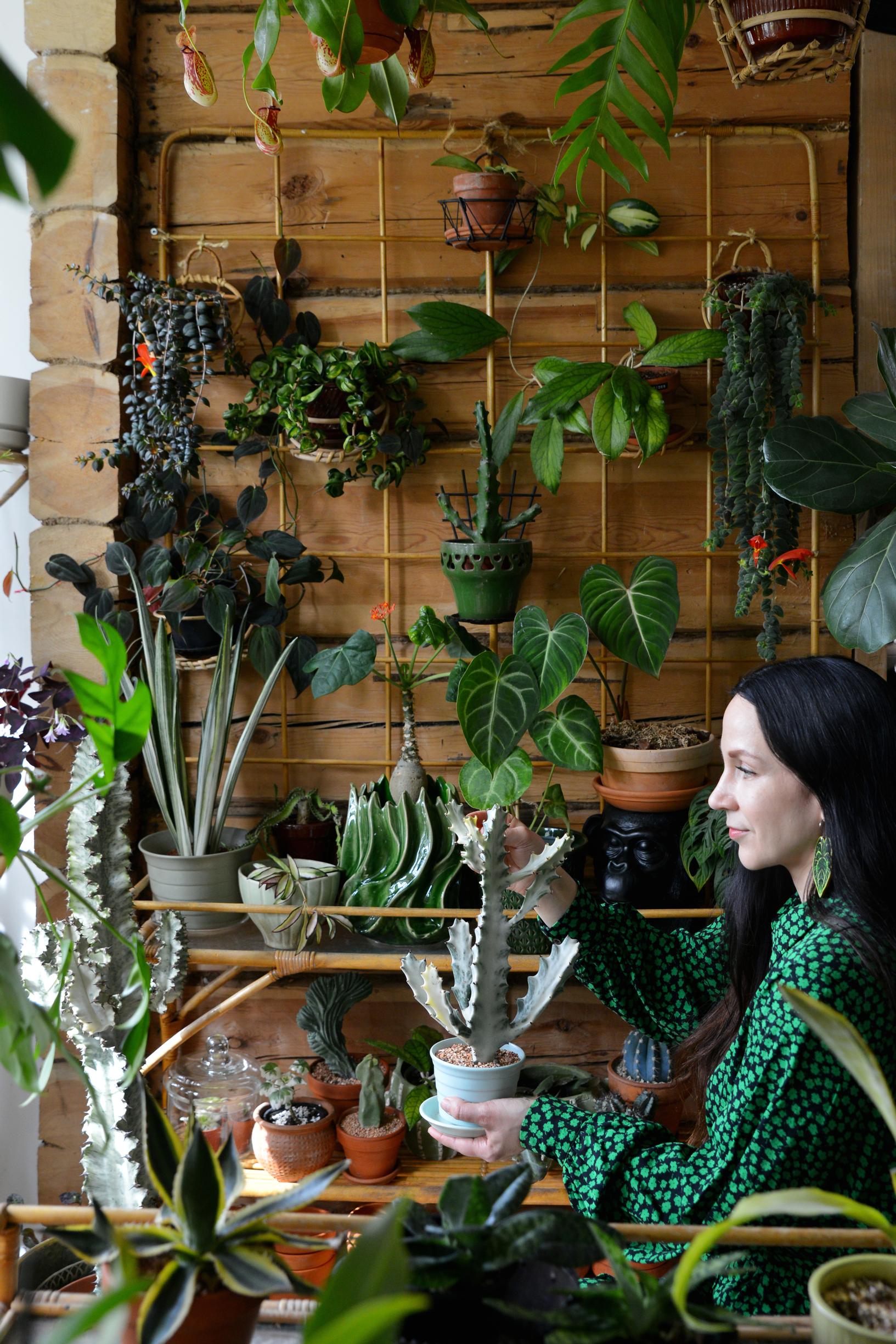 viherkasvi tyräkki euphorbia lactea 'White Ghost'
