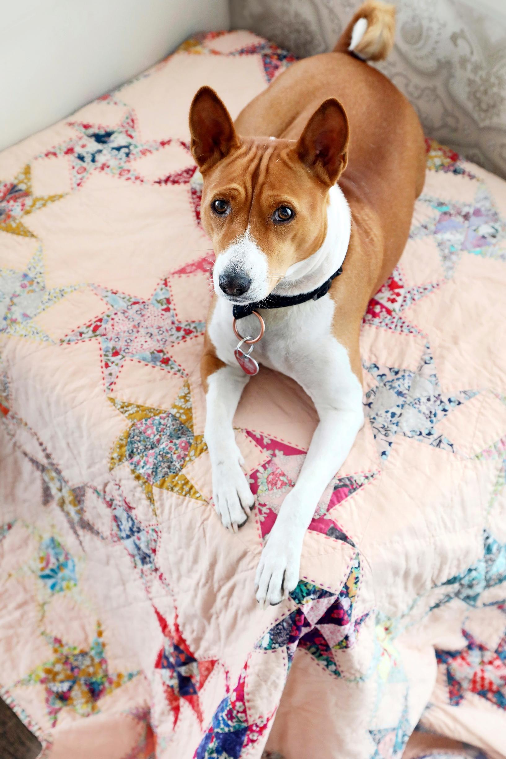 Koira makaa tilkkupeiton päällä.