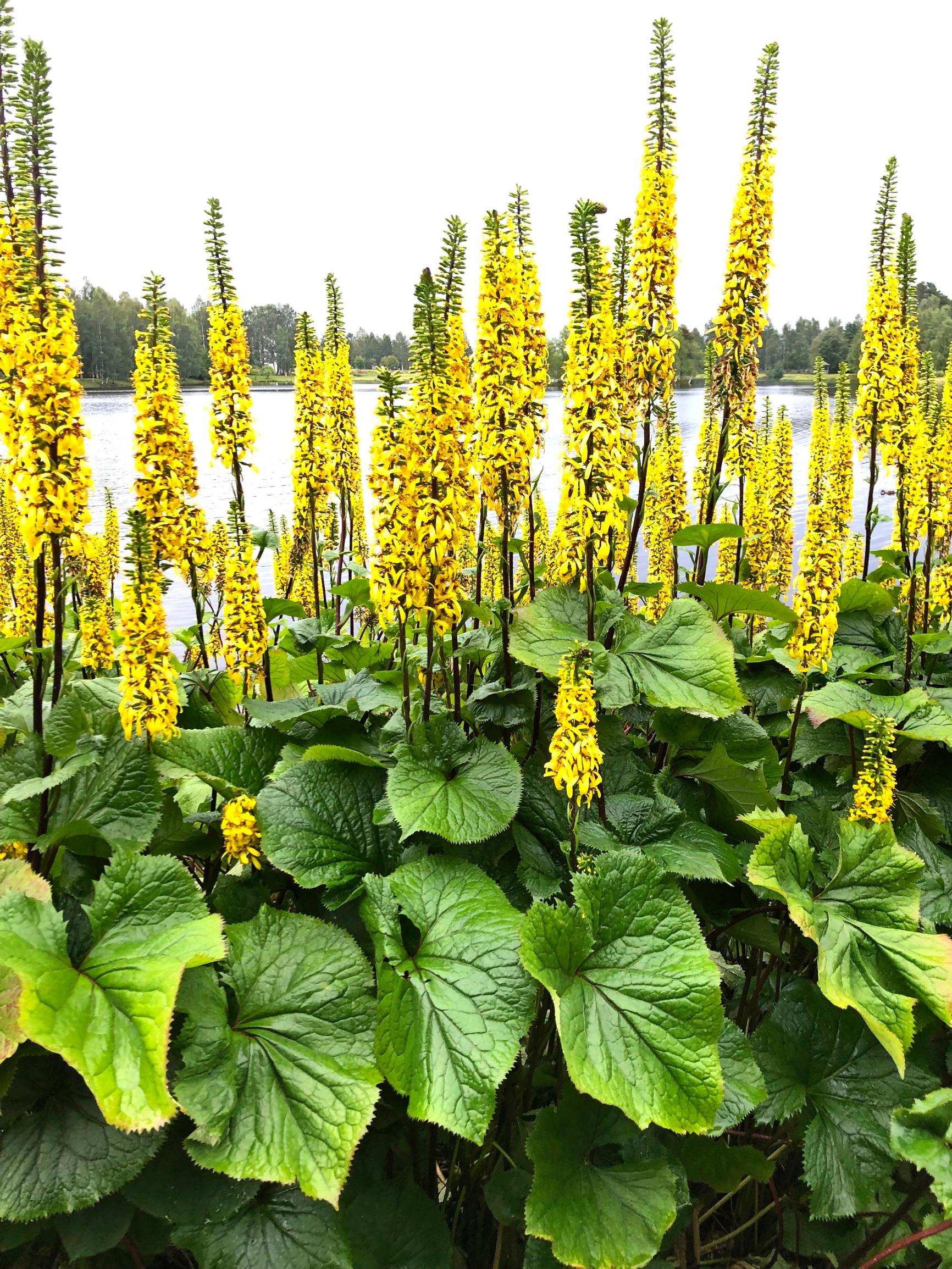 Lapinnauhus