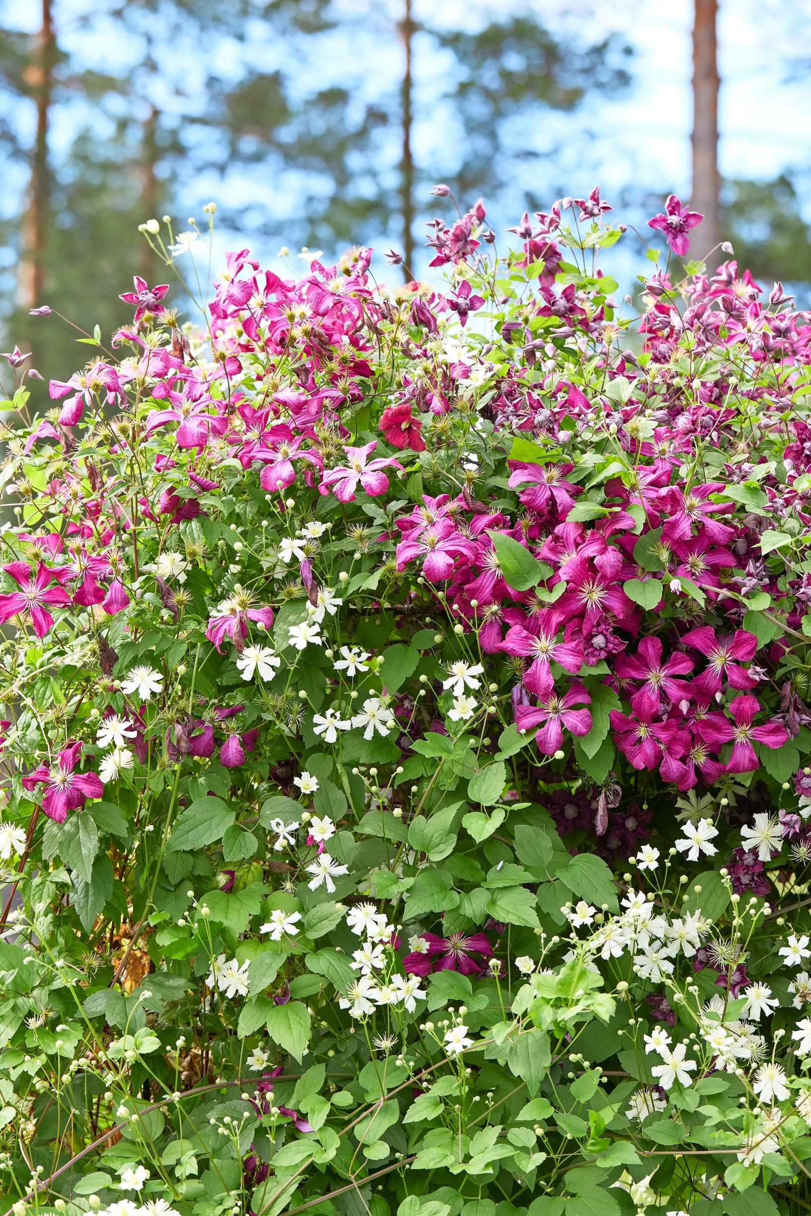 Viinikärhö 'Madame Julia Correvon' on peräisin 1800-luvun lopulta.