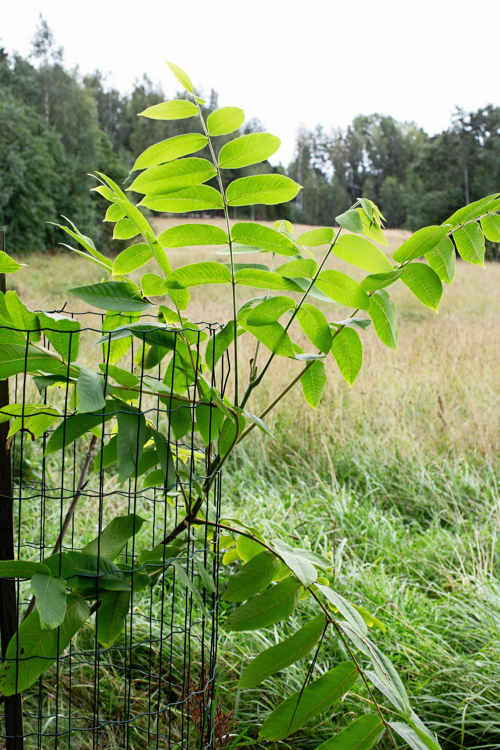 Pähkinäpuu