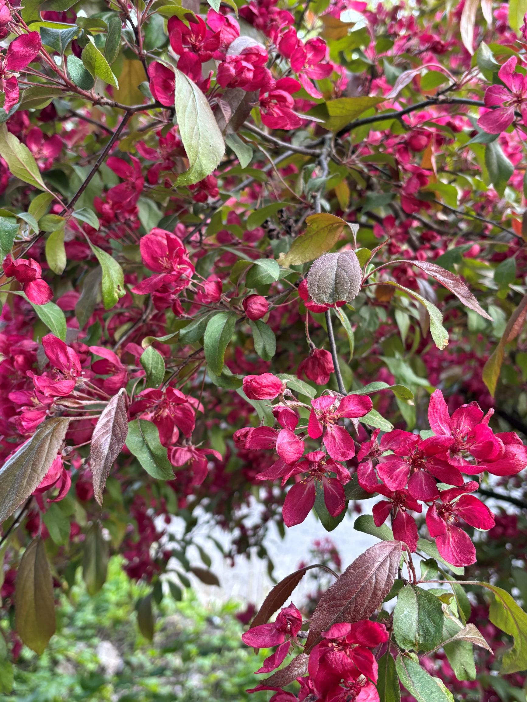 Helmiomenapensas 'Susanna'