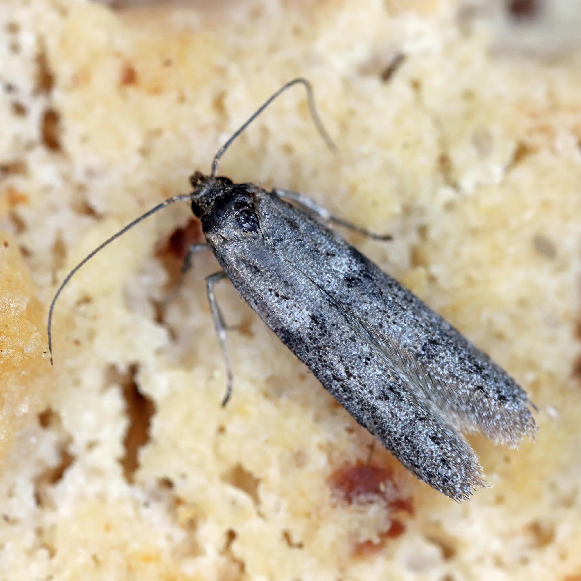 Jauhokoisa leviää helposti kuivakaapissa – näin pysäytät keittiön tuholaisen tehokkaasti