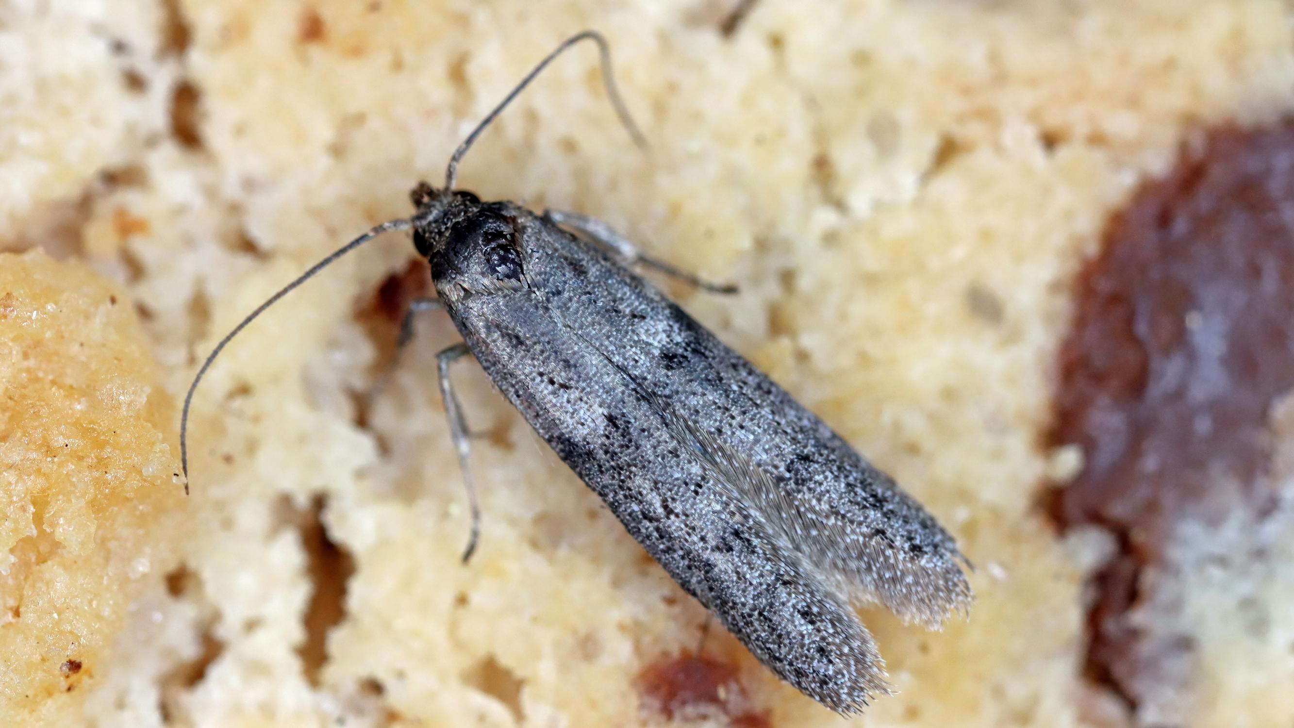 Jauhokoisa leviää helposti kuivakaapissa – näin pysäytät keittiön tuholaisen tehokkaasti