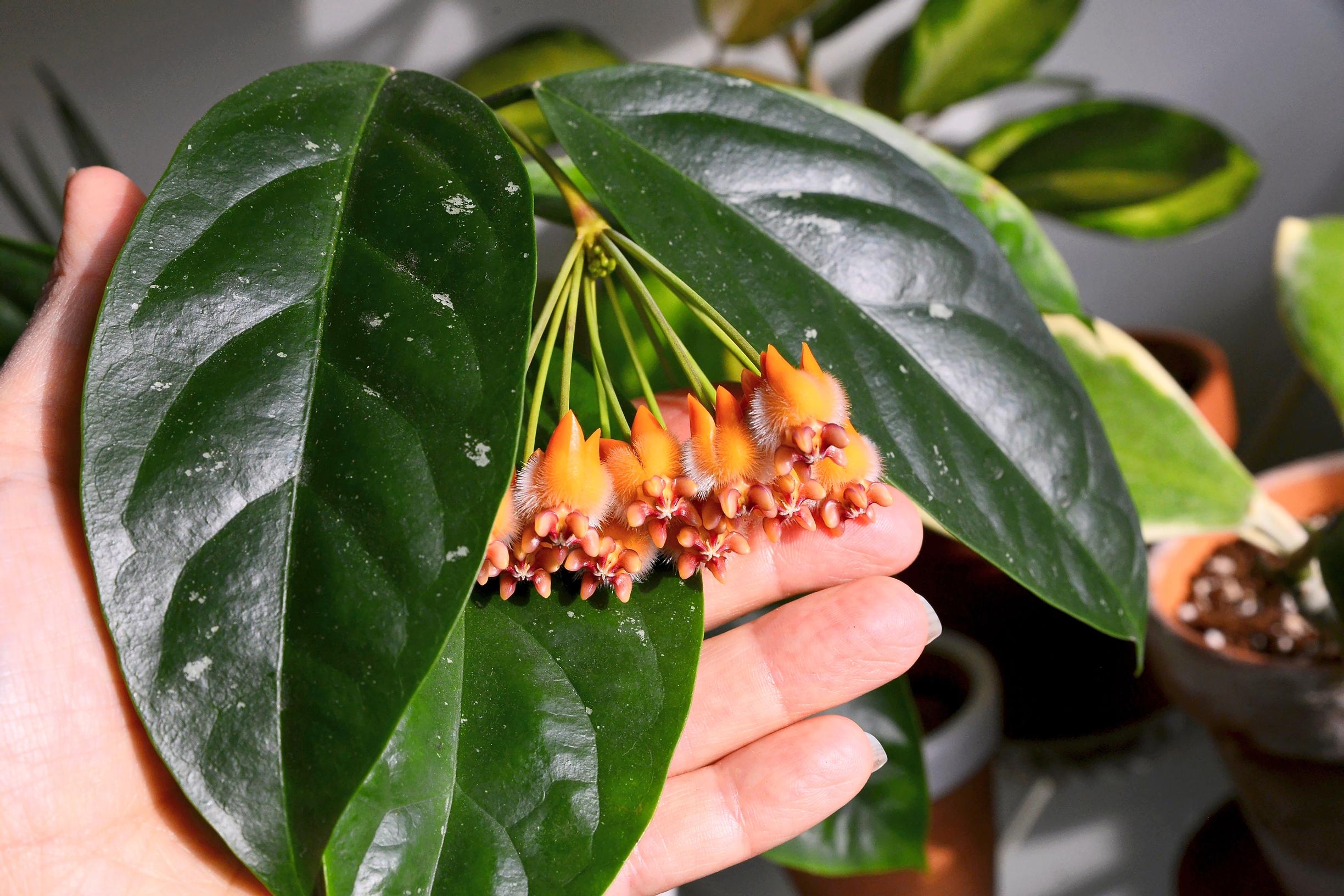 viherkasvi posliinikukka hoya praetorii