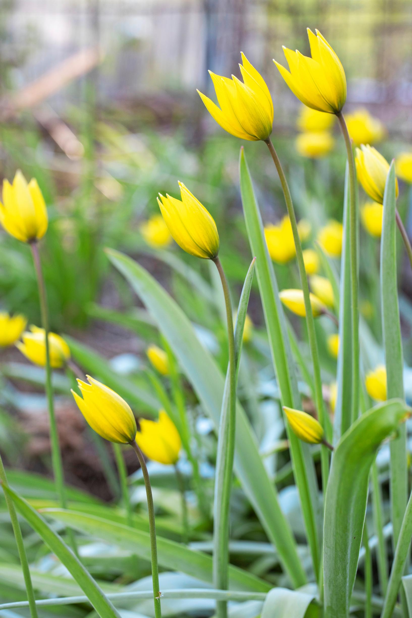 luonnontulppaanit: metsätulppaani