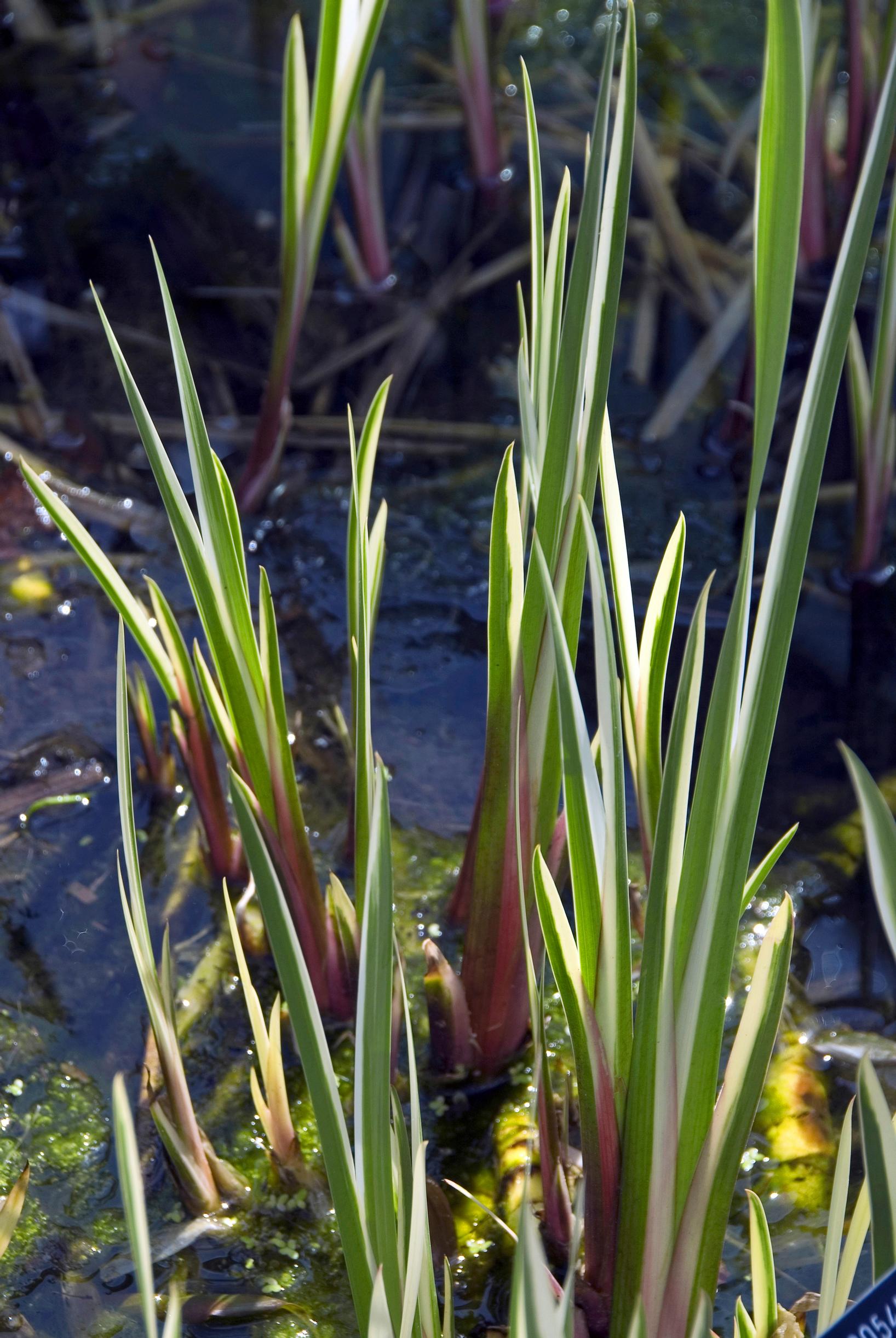 Kirjokalmojuuri Acorus calamus variegatus