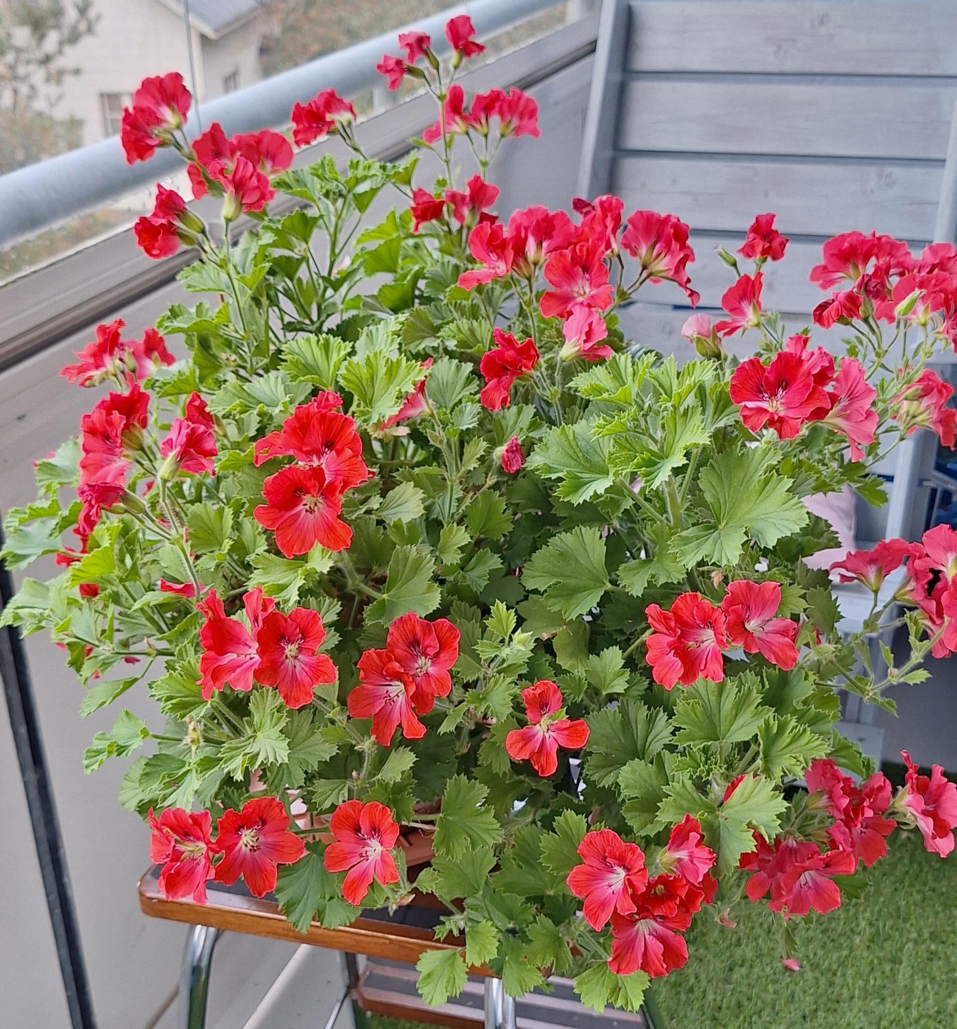 Punainen pelargoni