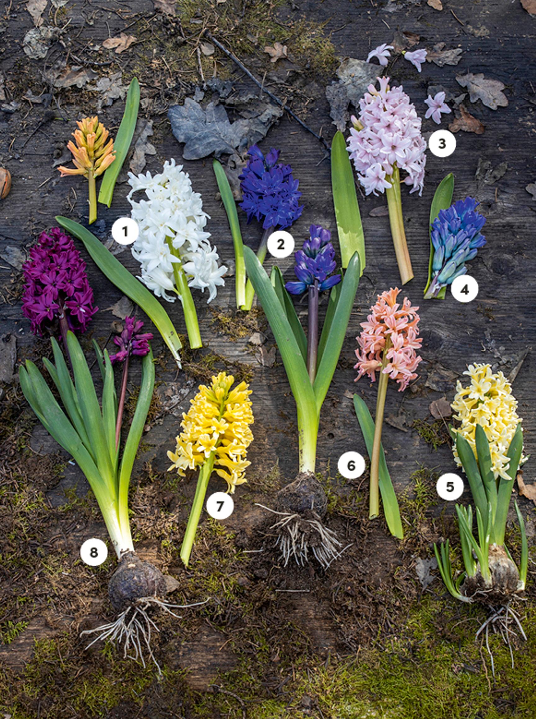 Hyasintti puutarhassa: 1. ’Snow Crystal’, 2. ’Royal Navy’, 3. ’China Pink’, 4. ’Blue Eyes’, 5. ’City on Haarlem’, 6. ’Gipsy Queen’, 7. ’Yellow Queen’, 8. ’Woodstock’