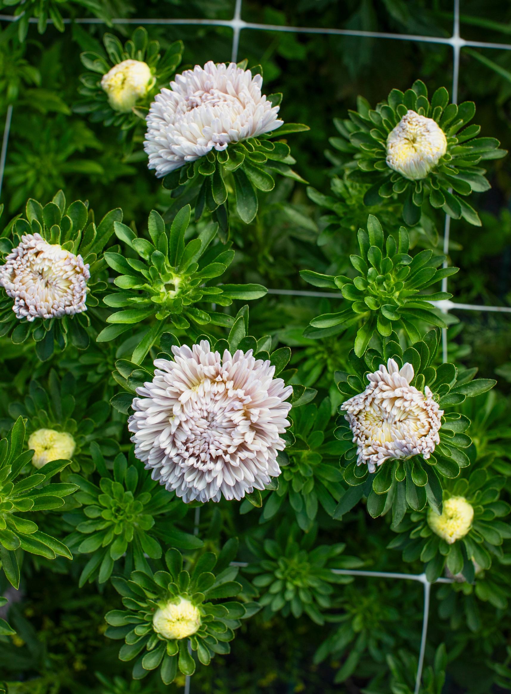 Kiinanasteri ’Lady Coral Lavender’