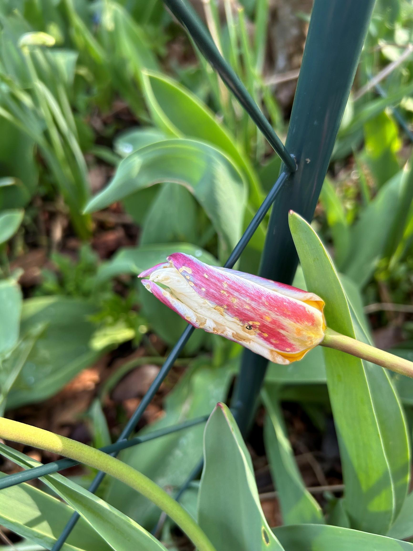 Tulppaanin harmaahome