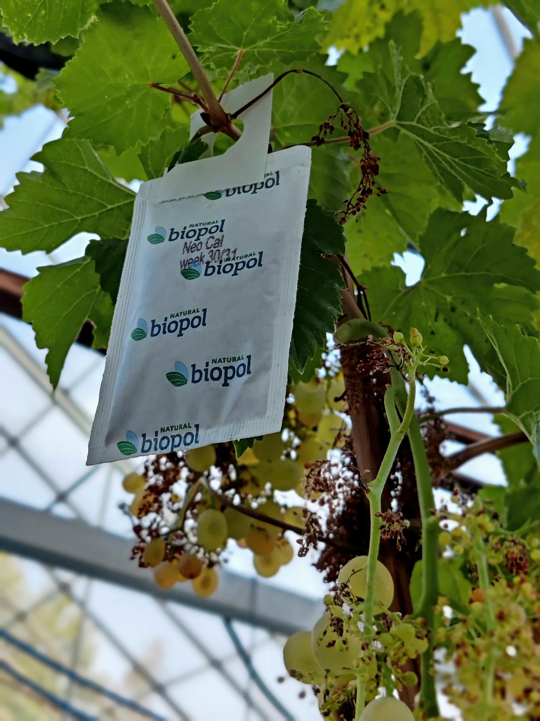 Biologinen torjunta ja viherkasvit