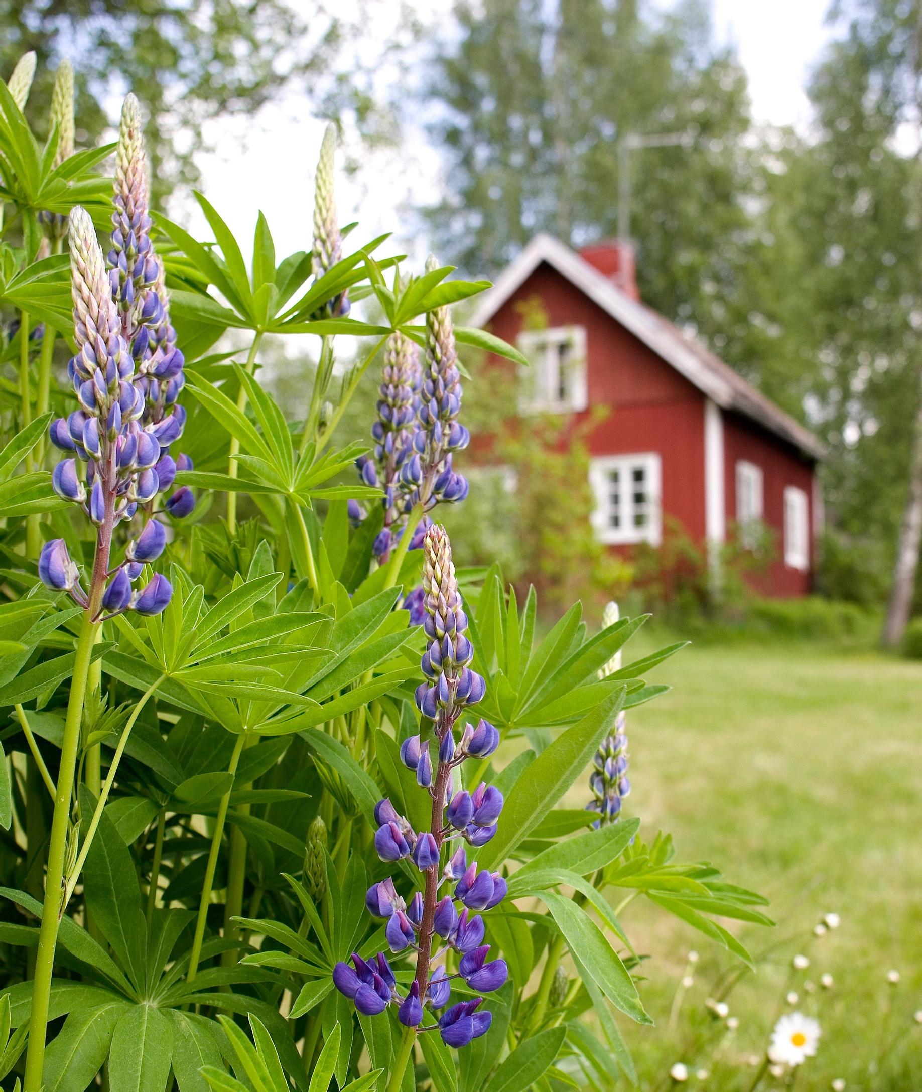 Siivous, remontit ja maksut hiertävät sukumökeillä | Meillä kotona