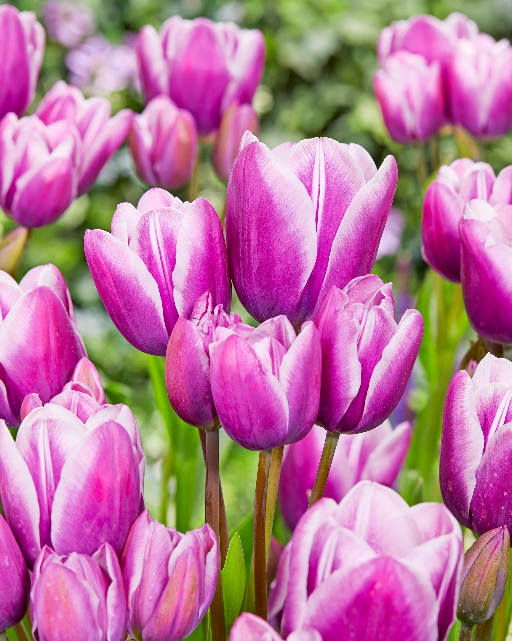 Monikukkaiset tulppaanit: triumftulppaani ’Purple Elegance’
