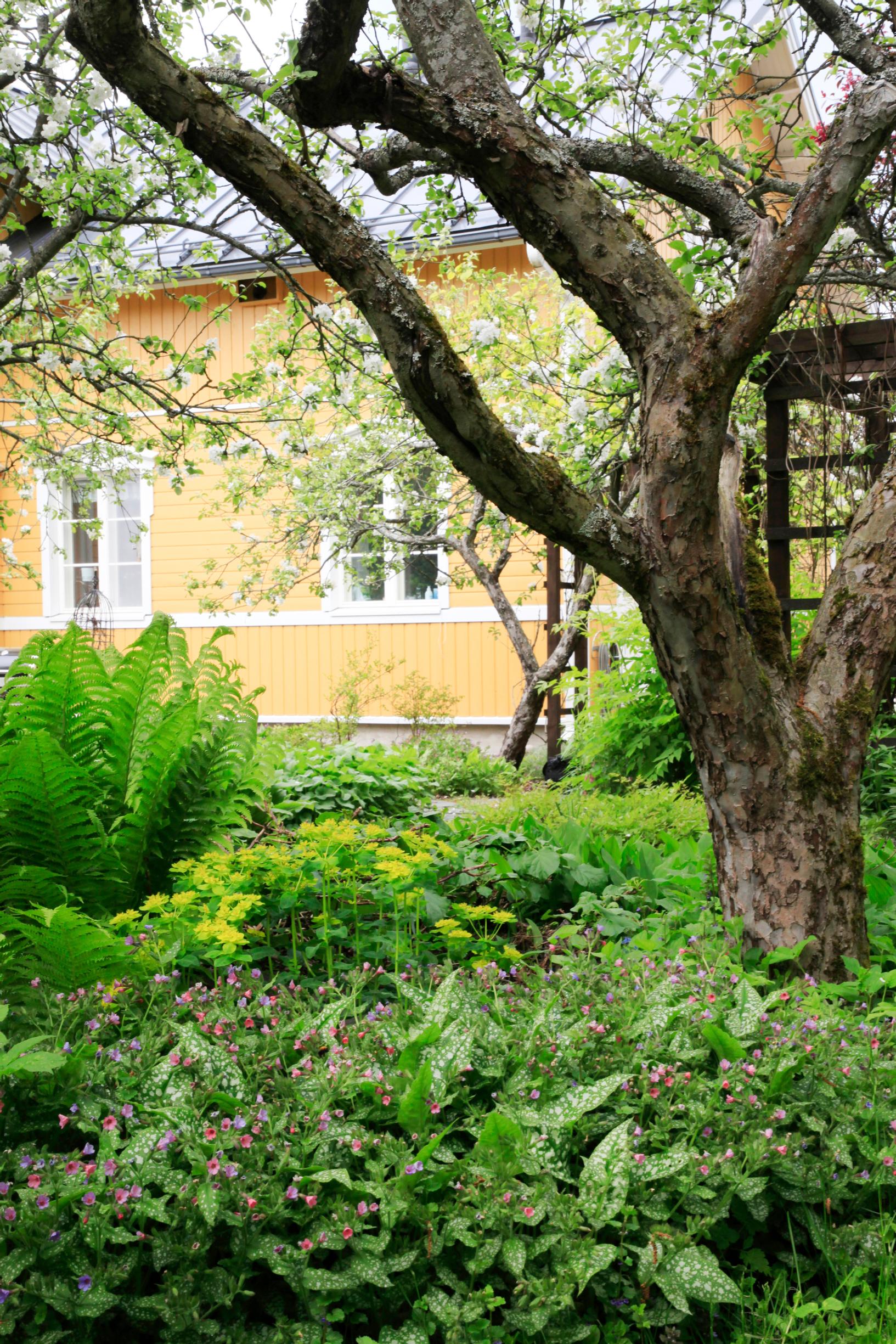 Kultatyräkki on ainoa keltakukkainen kasvi, jonka Ani kelpuuttaa puutarhaansa.