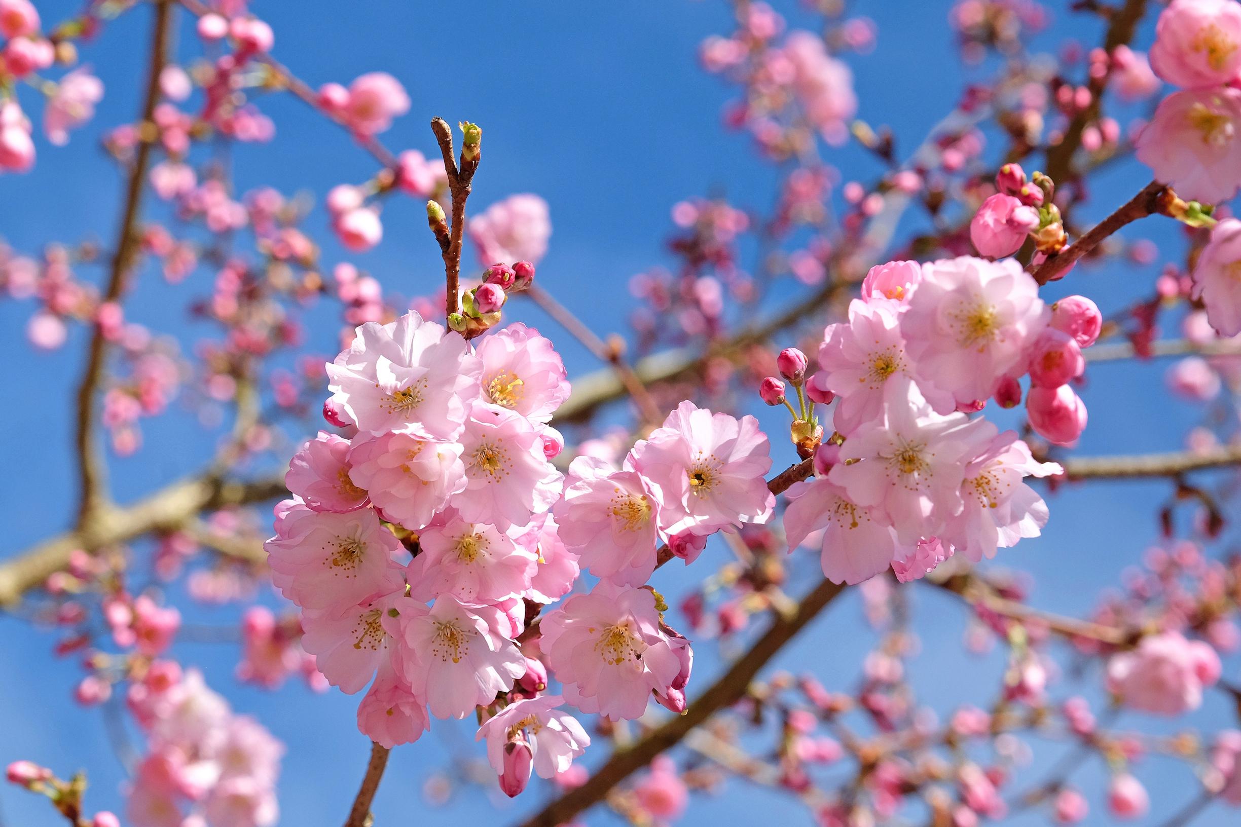 Kevätsuudelmakirsikka, Prunus 'Accolade'