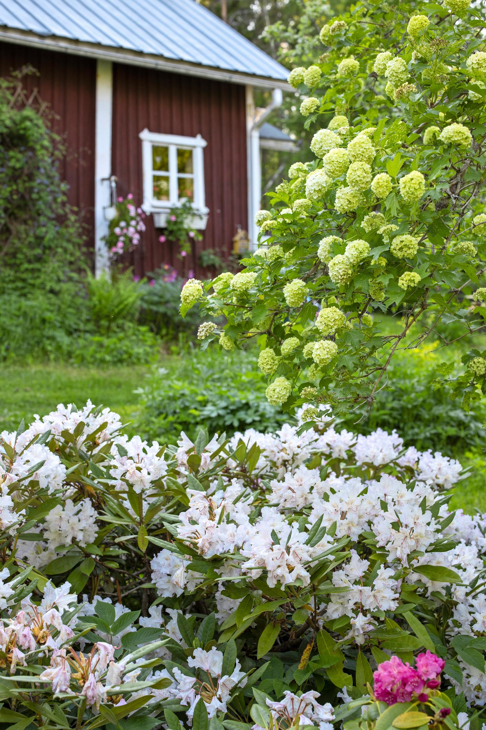 Valkoinen alppiruusu ja vihreät lumipalloheisin kukinnot