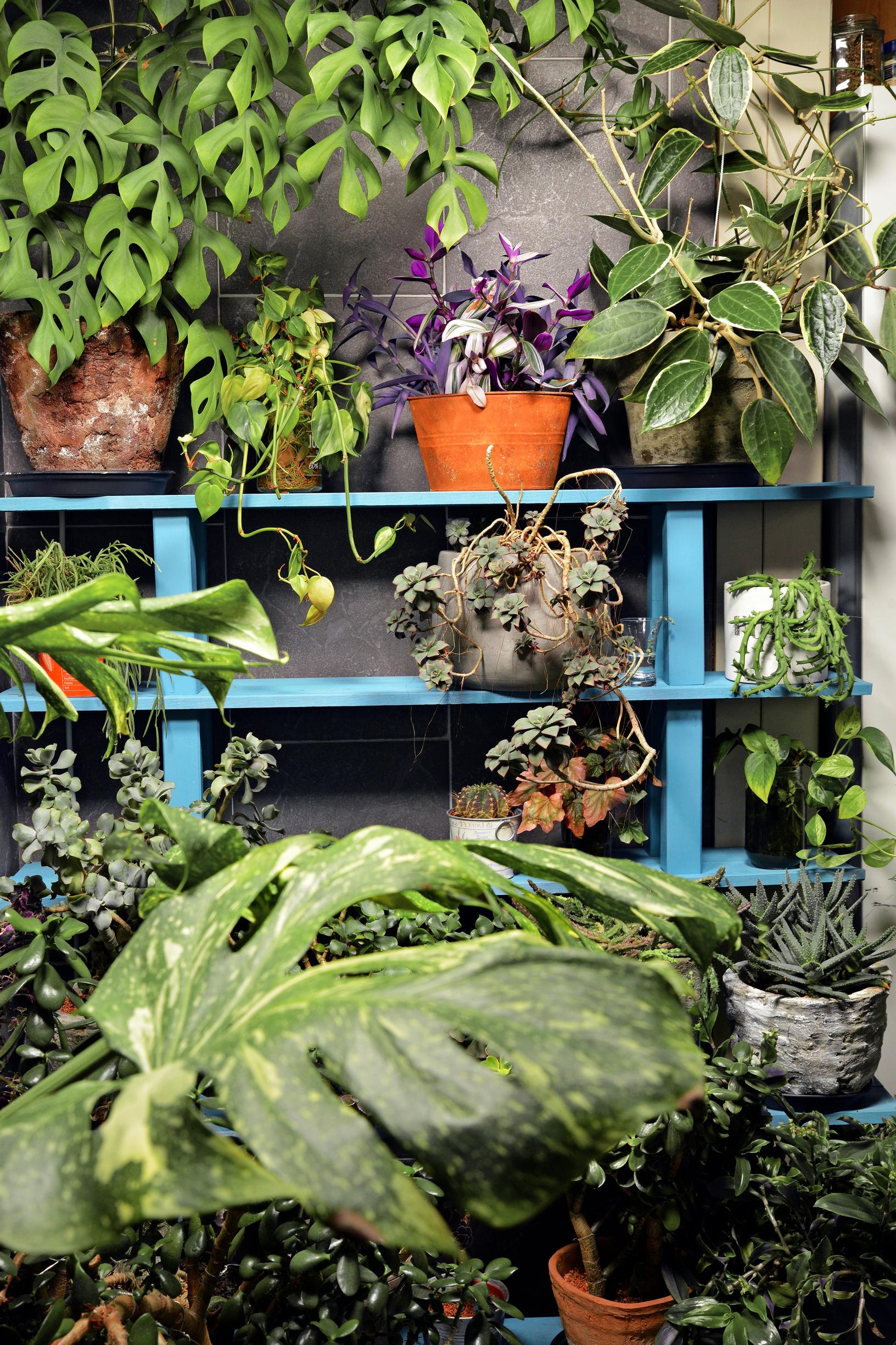 Neulavehka ja posliinikukka venyvät kattoon asti.