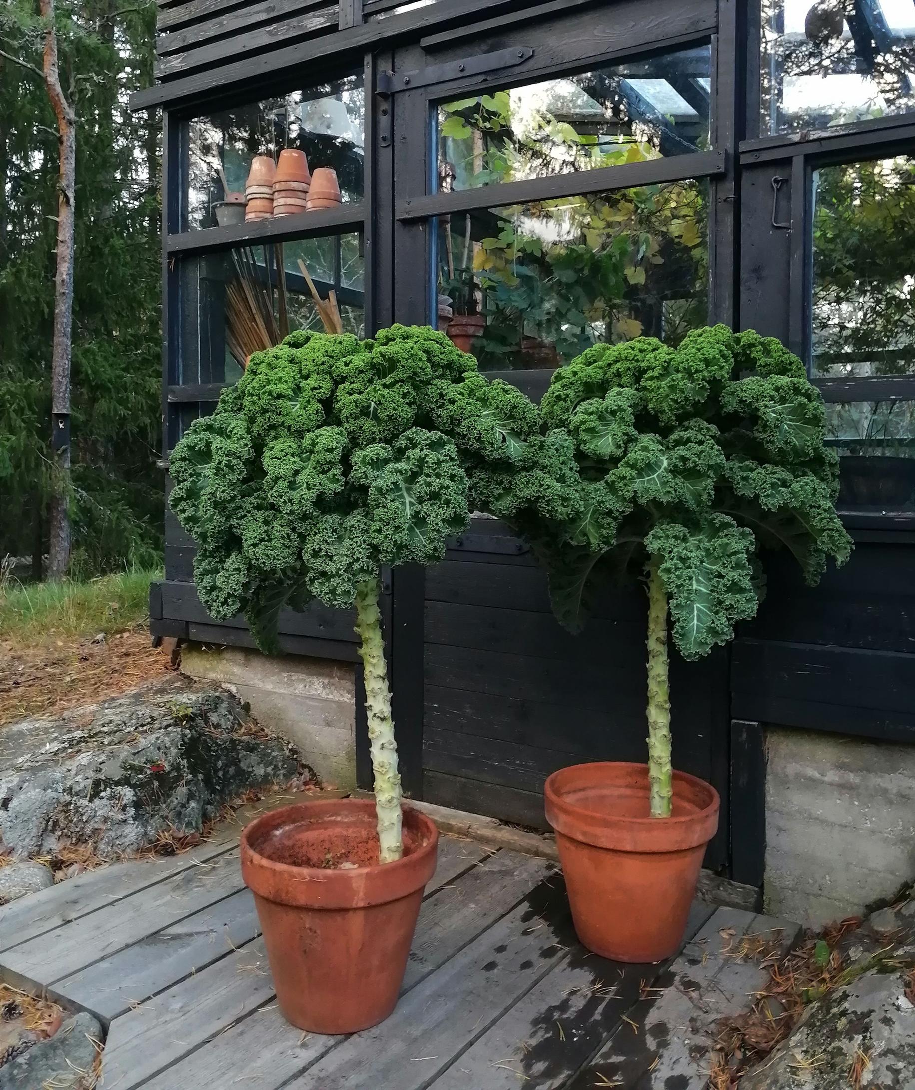 Annina Jaalan lehtikaalipuut koristavat kasvihuoneen edustaa.