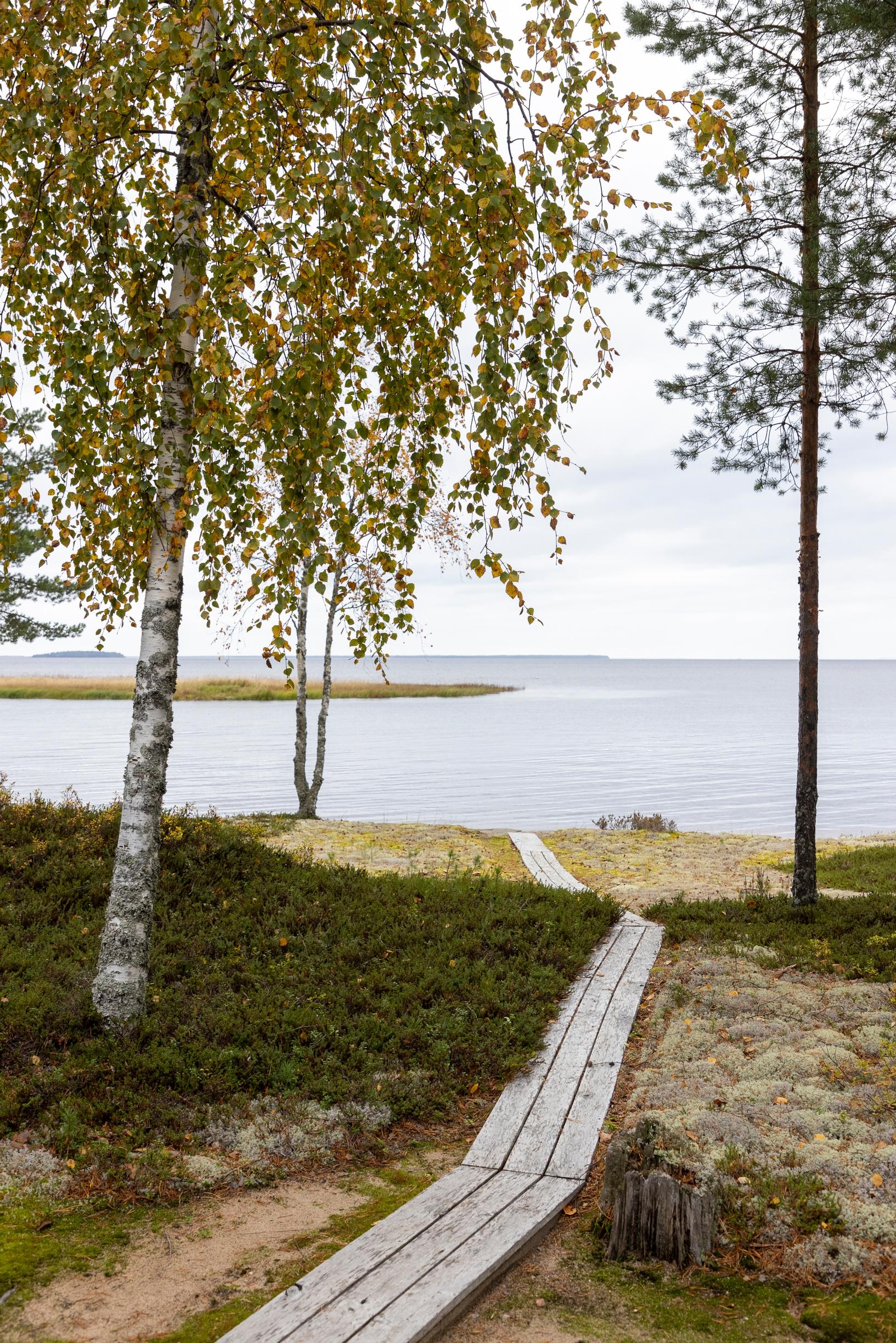 pitkospuut vievät järven rantaan, koivu ja saari järvellä