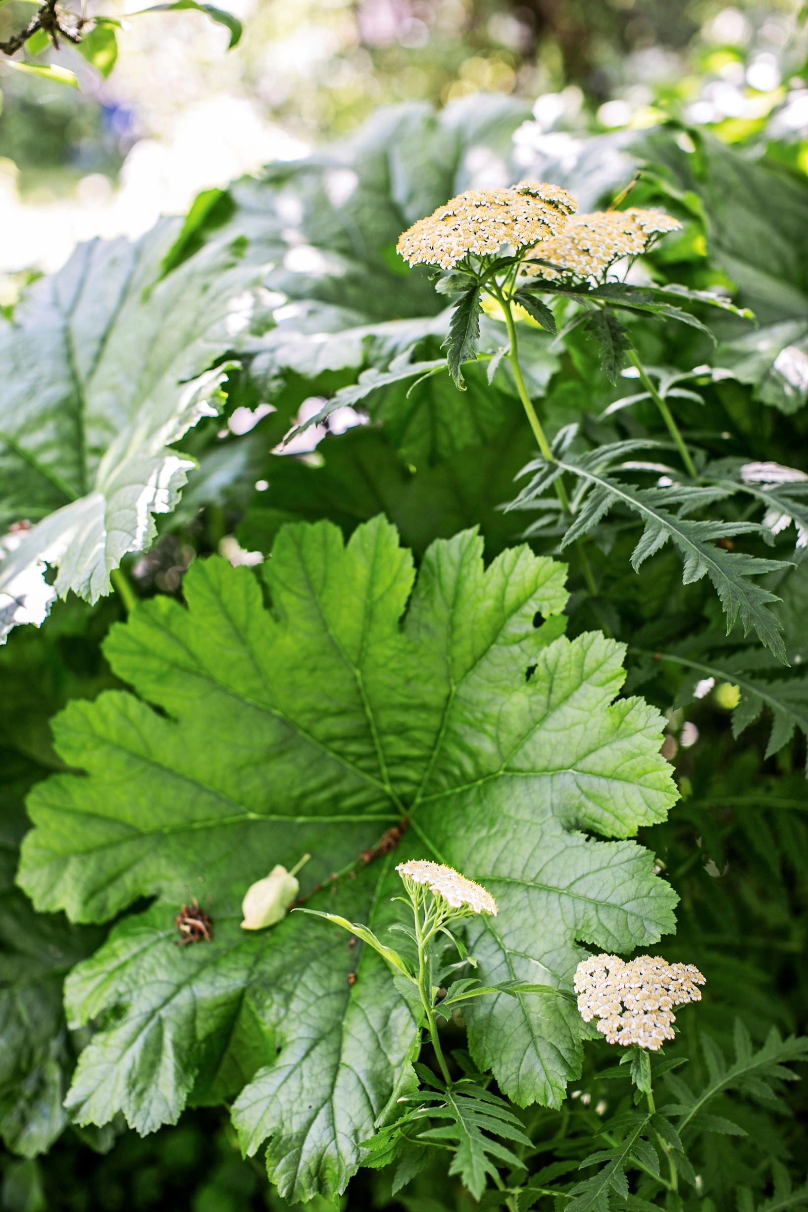 Kilpirikko Darmera peltata.