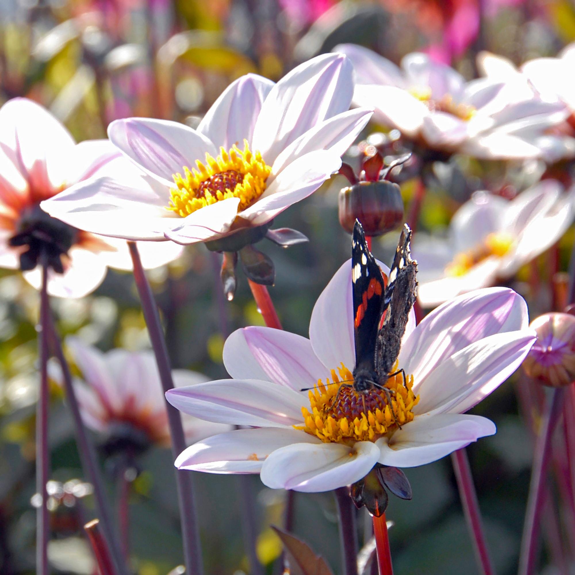 Tarhadaalia ’Happy Single Princess’