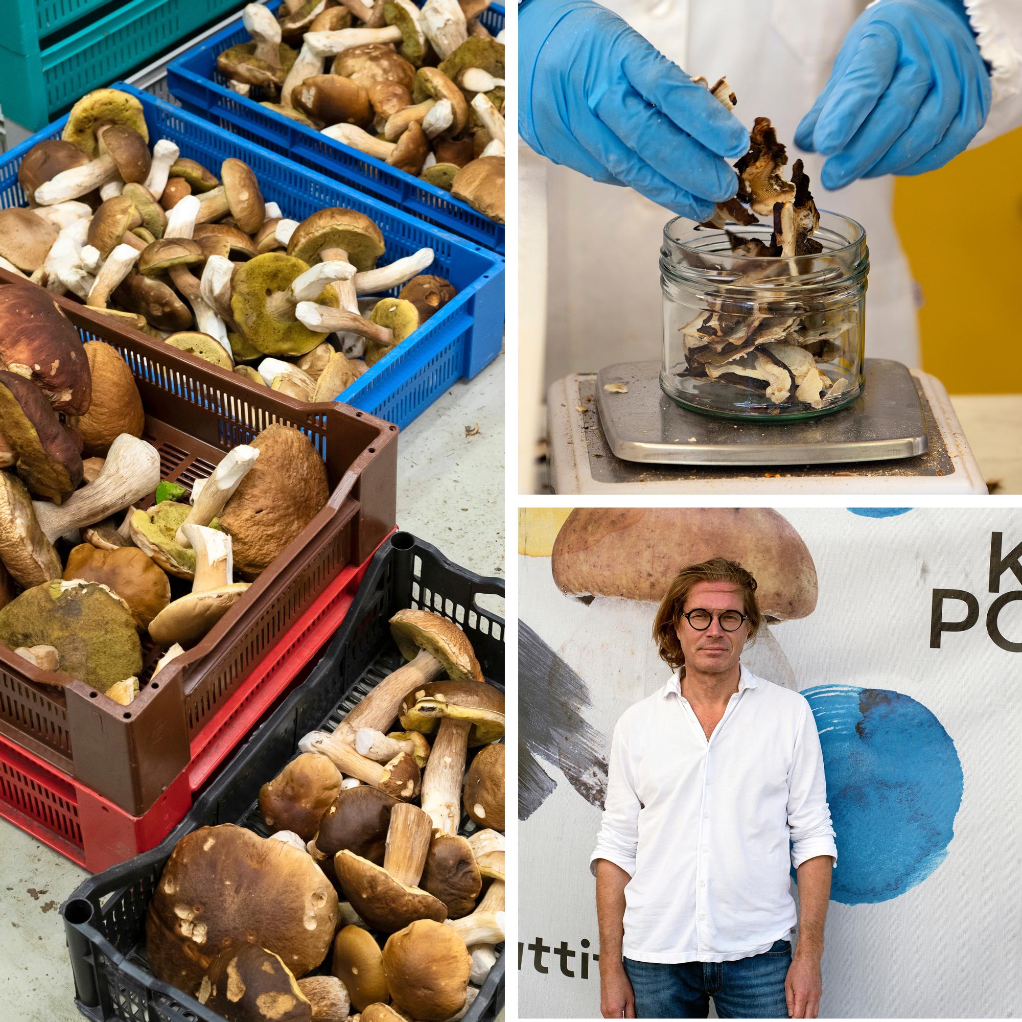 Martti vaihtoi ekonomistin työn sienten kuivaamiseen − ”Haluan tuoda Suomen metsäsienet ympärivuotisesti ruokapöytiin”