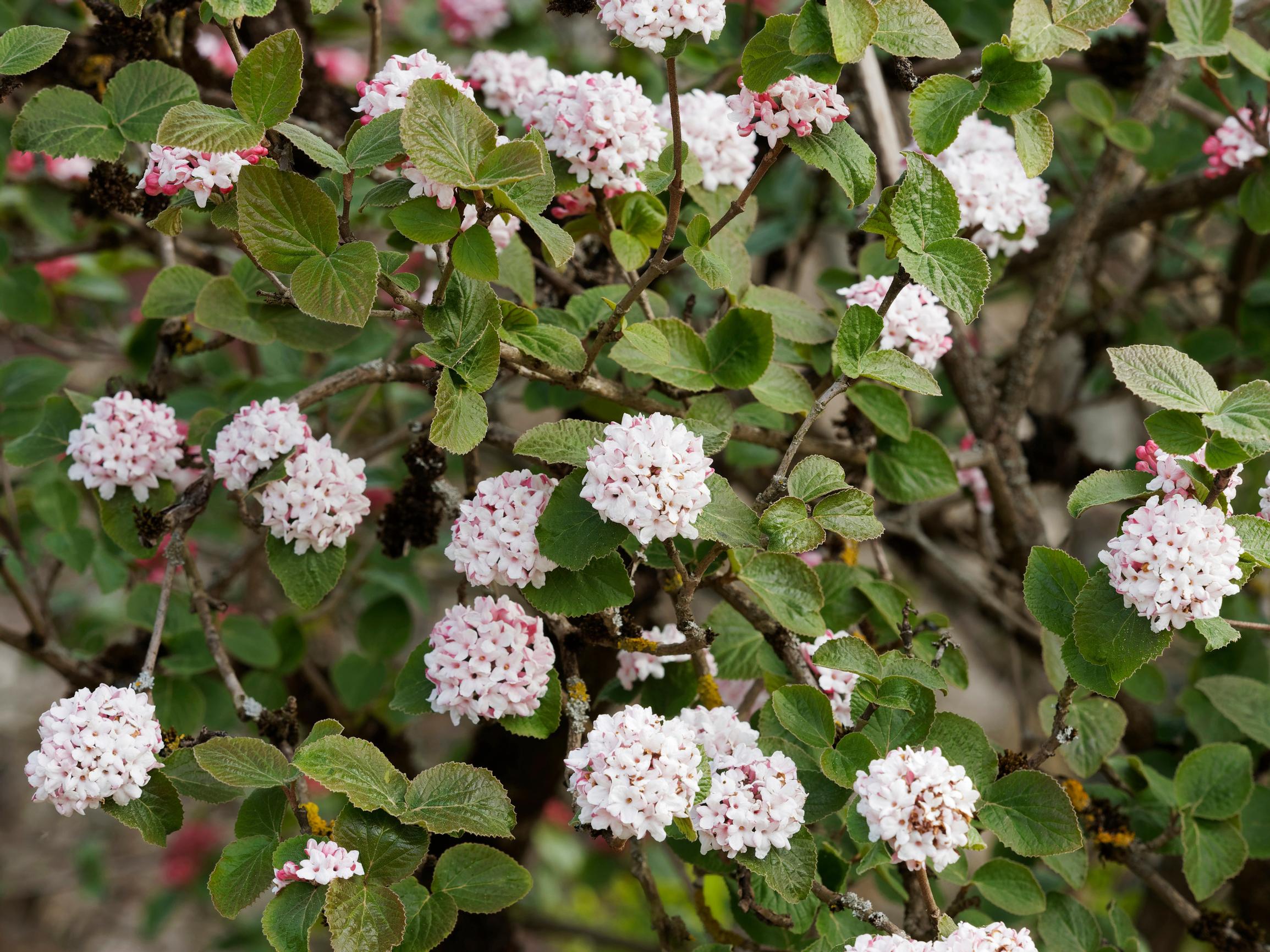 Tuoksuheisi kukkii