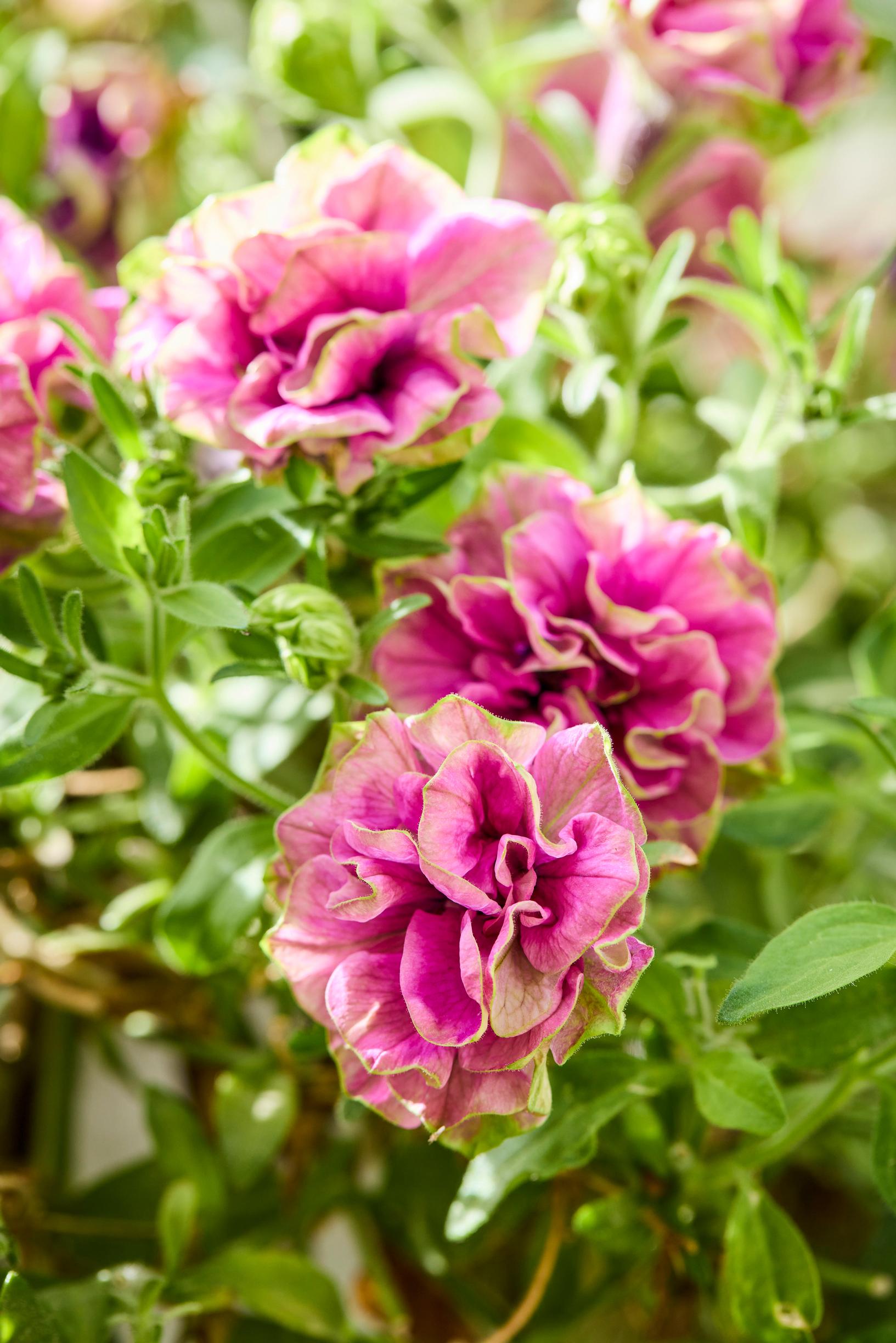 Kesäkukka-amppelit: petunia