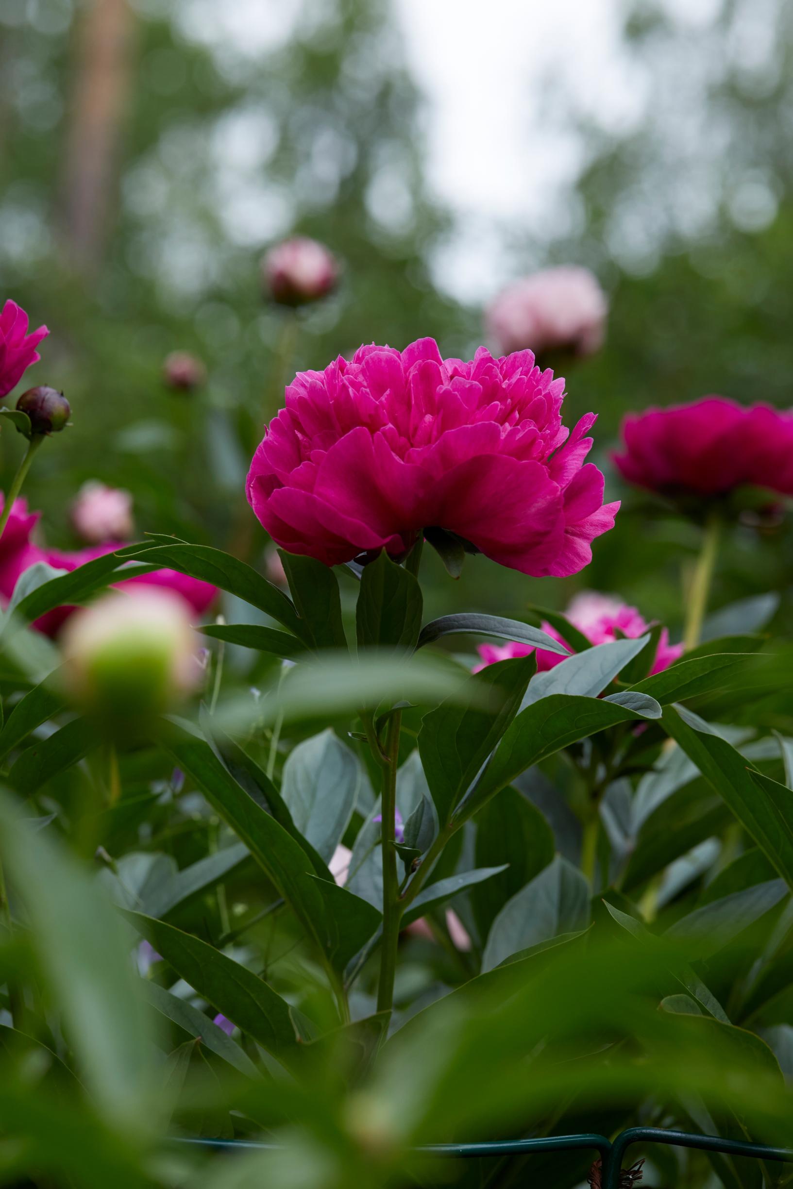 'Red Sarah Bernhardt'