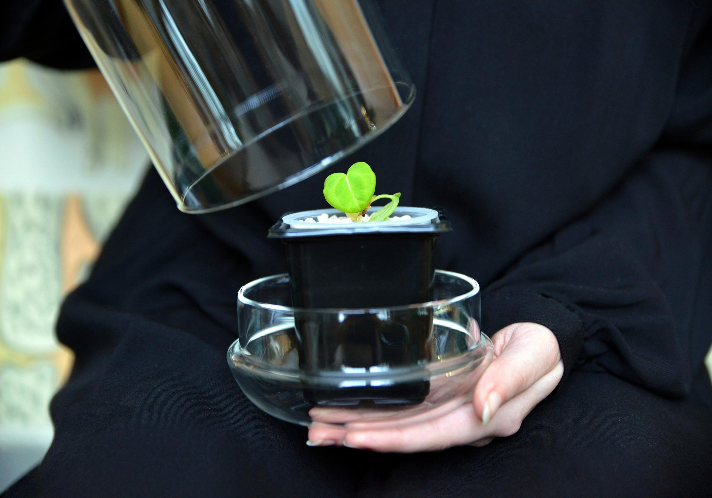 viherkasvi Anthurium flamingokukka