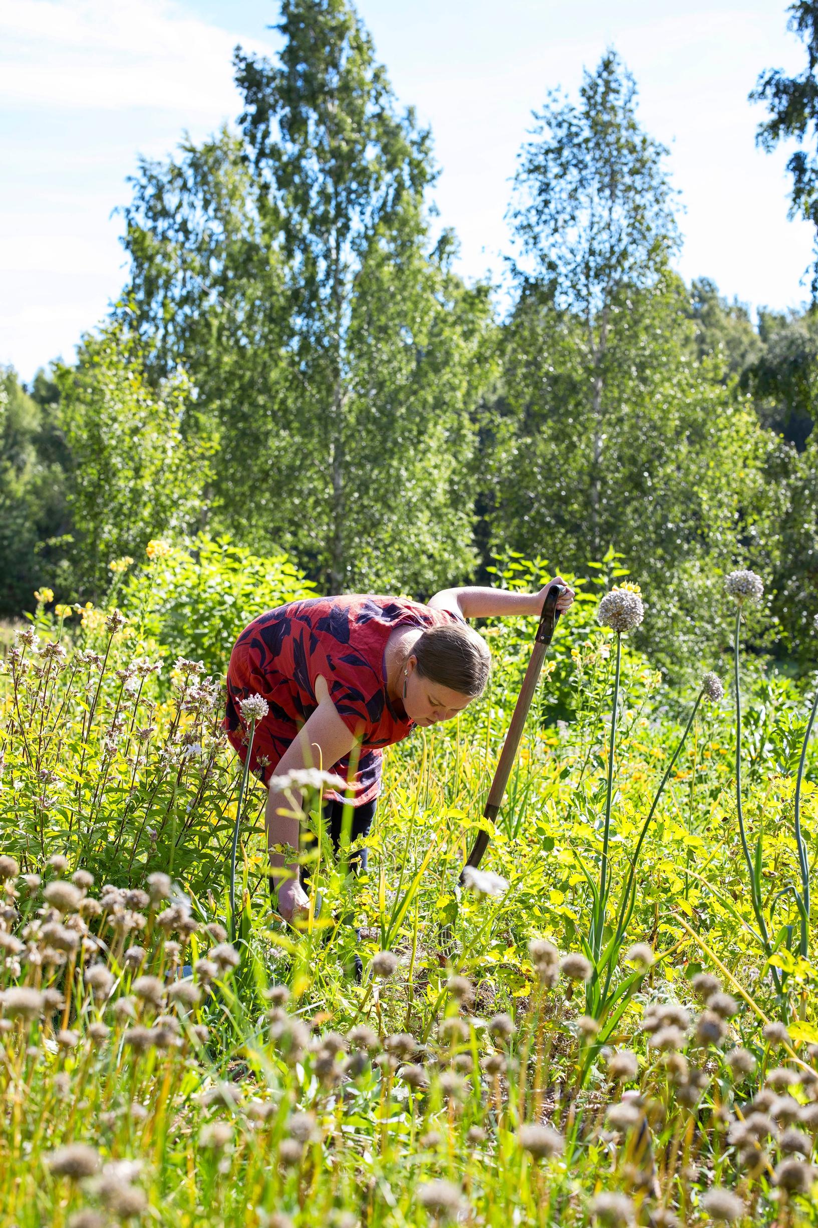 Lumia Huhdapää-Jaisin permakulttuurinen kasvimaa on jaettu lohkoihin