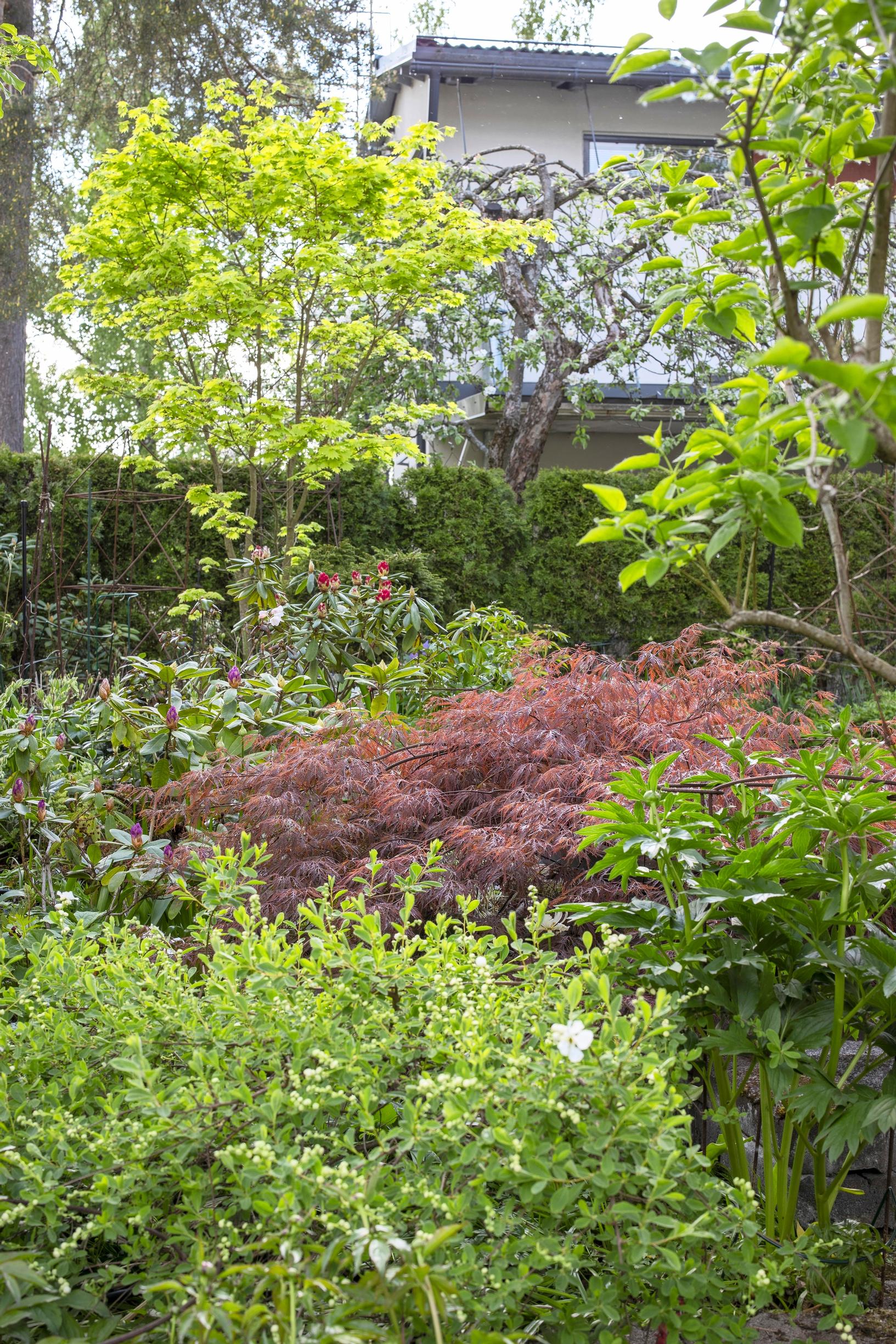 Helmipensas alkaa kukkia, sen takana kohoaa 'Garnet'-verijapaninvaahtera.