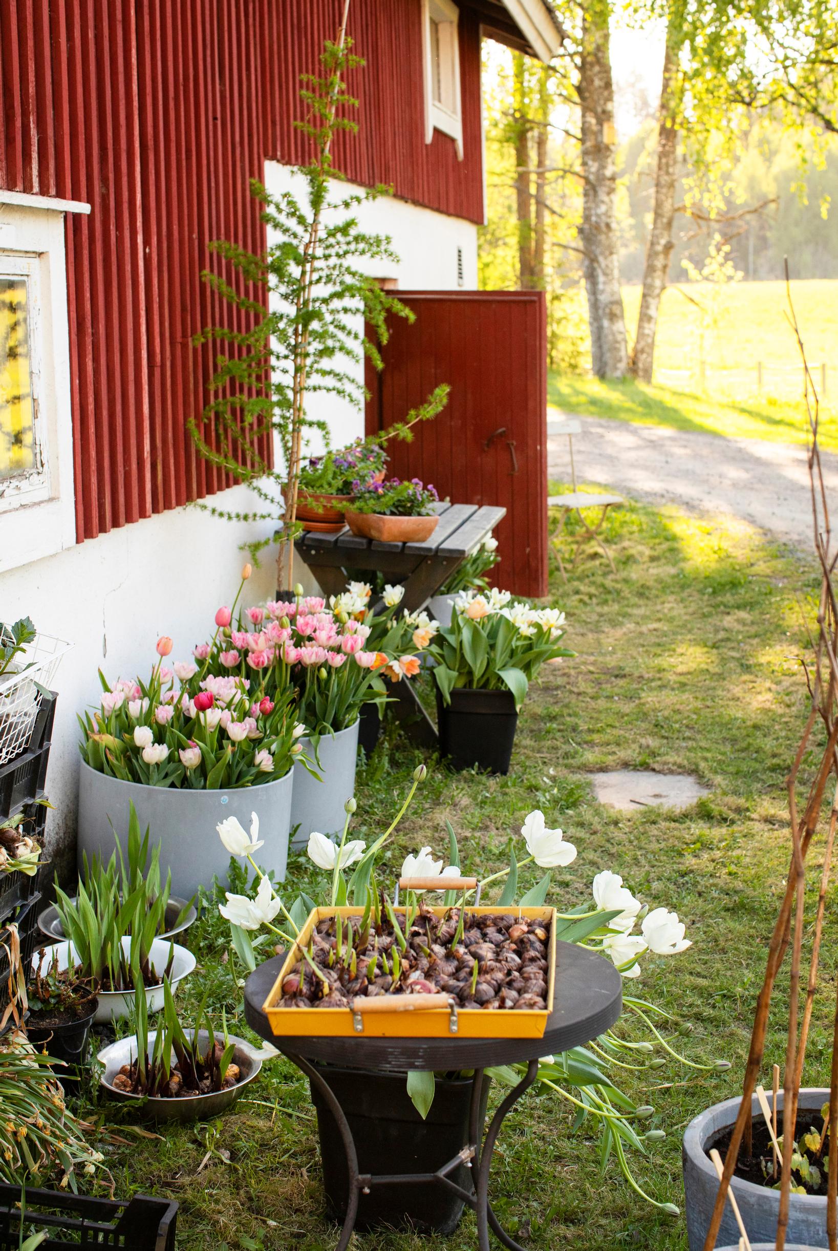Leikkotulppaanien kasvatus: