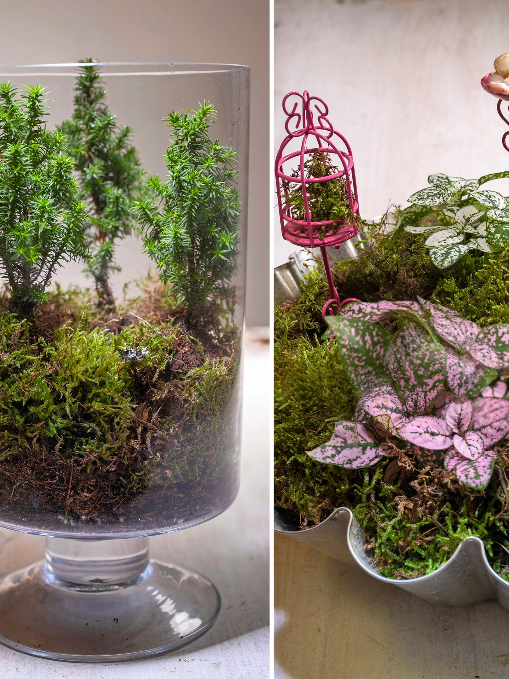 Siirrä kasvit pois pikkuruukuista ja tee niistä helpot asetelmat – nappaa myös puutarhasta sisälle ”ilmakasveja”