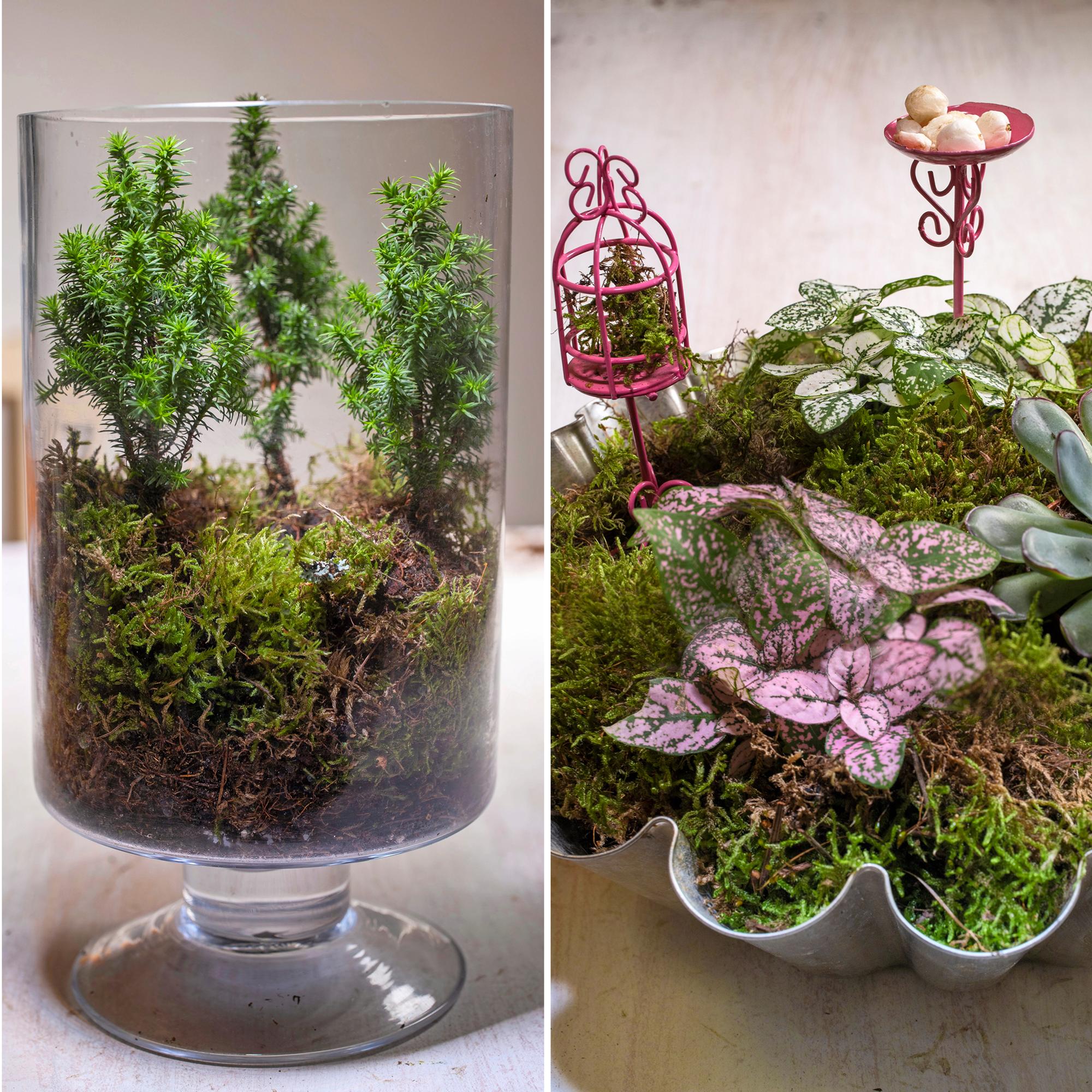 Siirrä kasvit pois pikkuruukuista ja tee niistä helpot asetelmat – nappaa myös puutarhasta sisälle ”ilmakasveja”