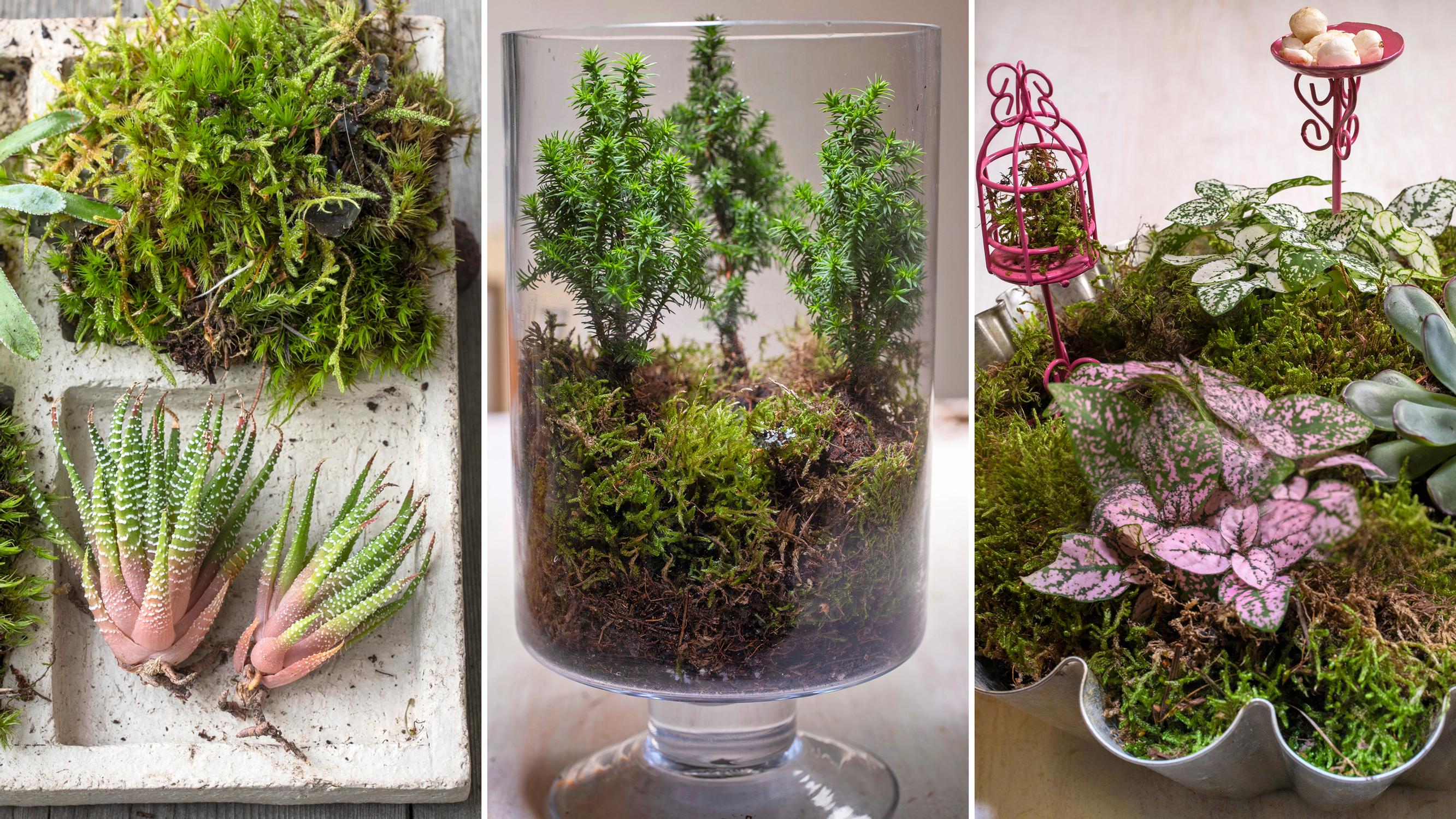 Siirrä kasvit pois pikkuruukuista ja tee niistä helpot asetelmat – nappaa myös puutarhasta sisälle ”ilmakasveja”