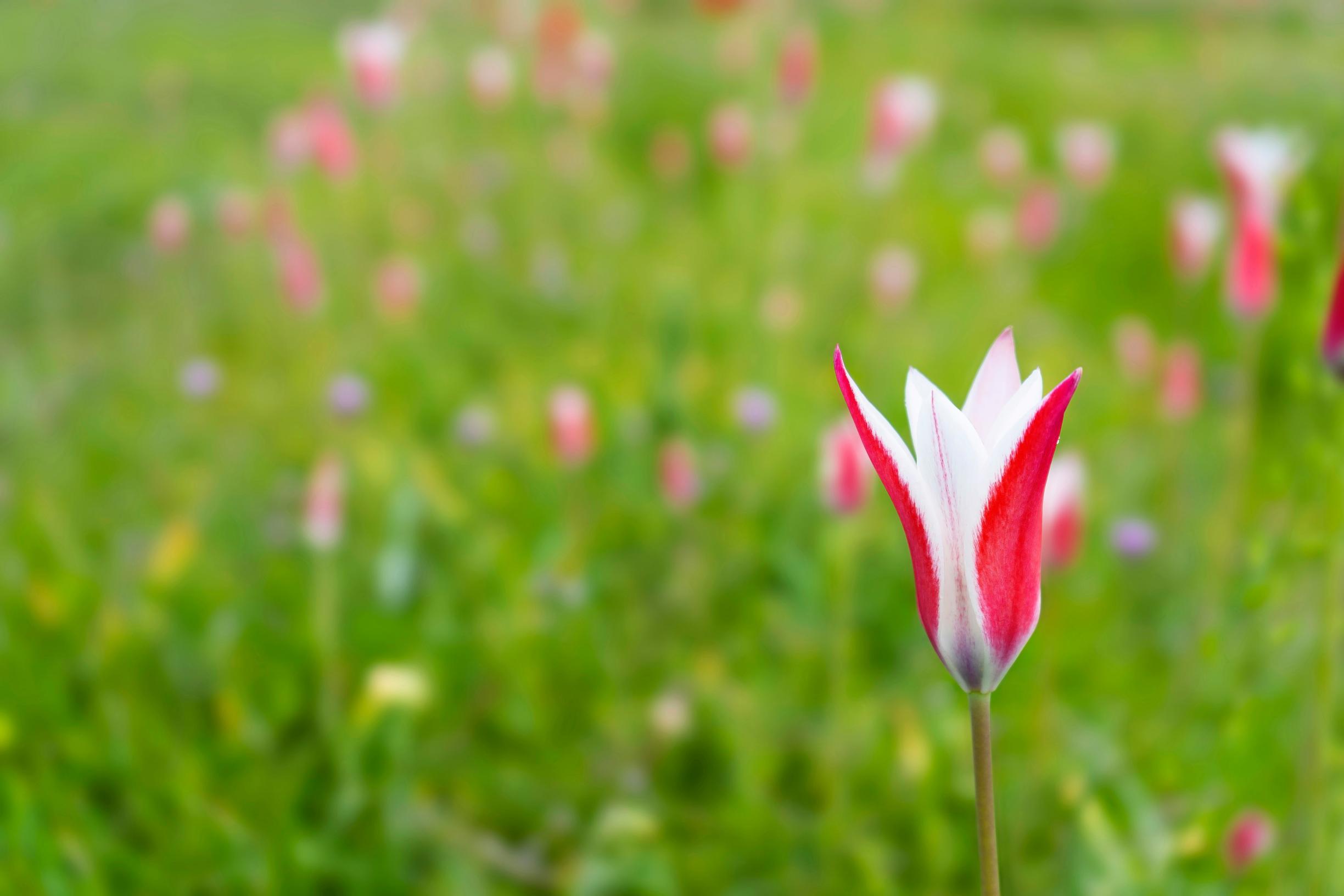 luonnontulppaanit: italiantulppaani