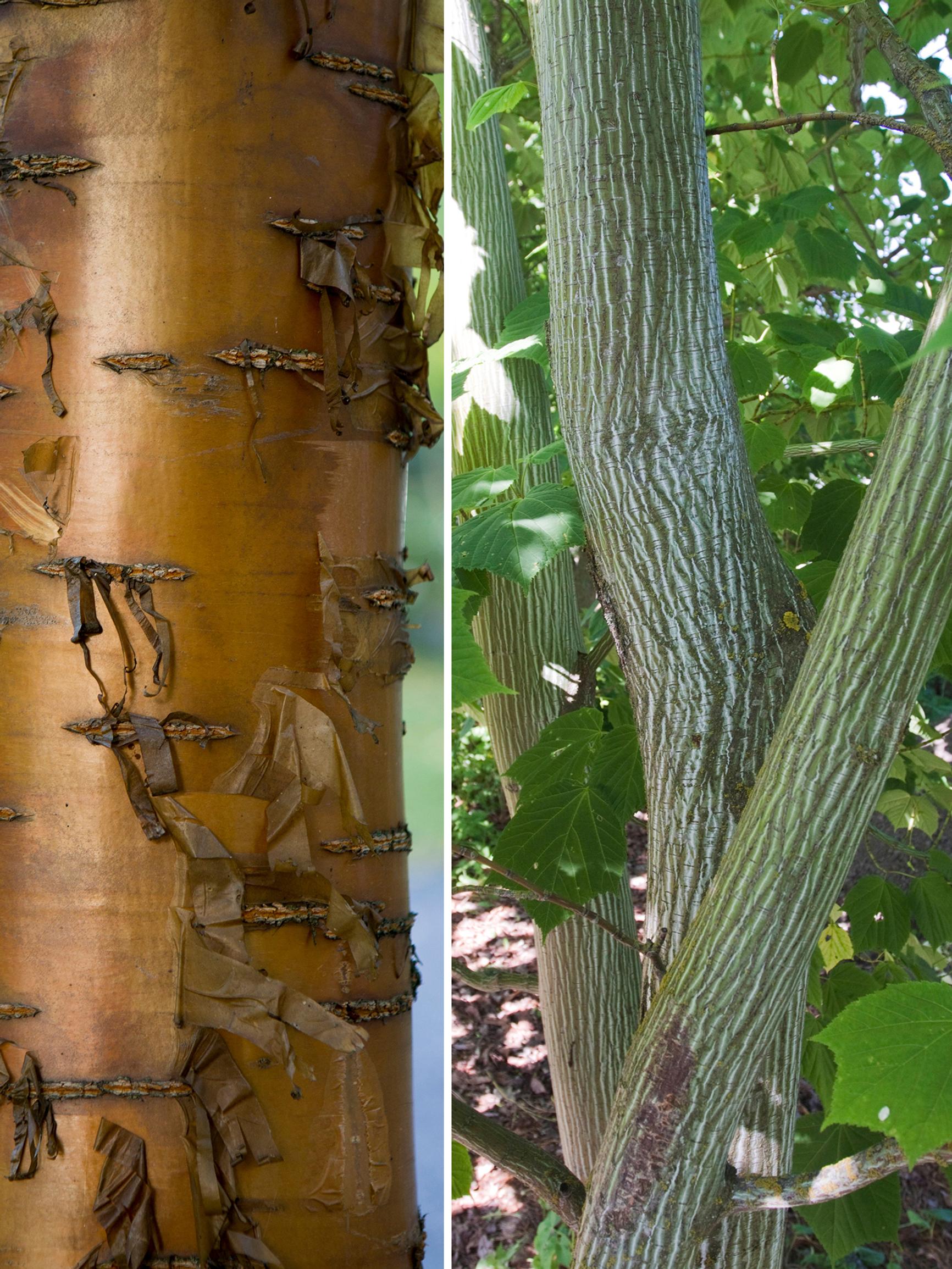 Koska talvi on pitkä, pihaan kannattaa valita puita, joilla on kaunis kaarna – nämä 6 puuta ihastuttavat myös lehdettöminä