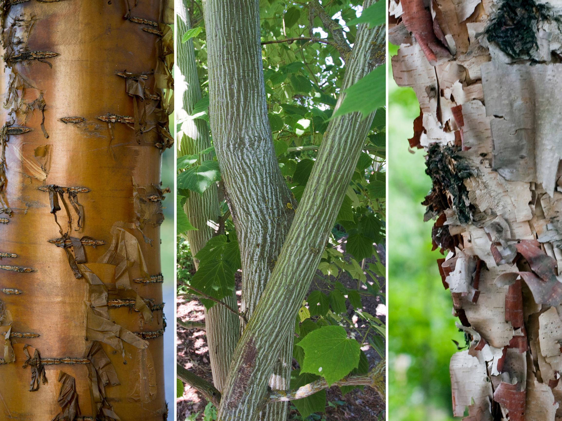 Koska talvi on pitkä, pihaan kannattaa valita puita, joilla on kaunis kaarna – nämä 6 puuta ihastuttavat myös lehdettöminä